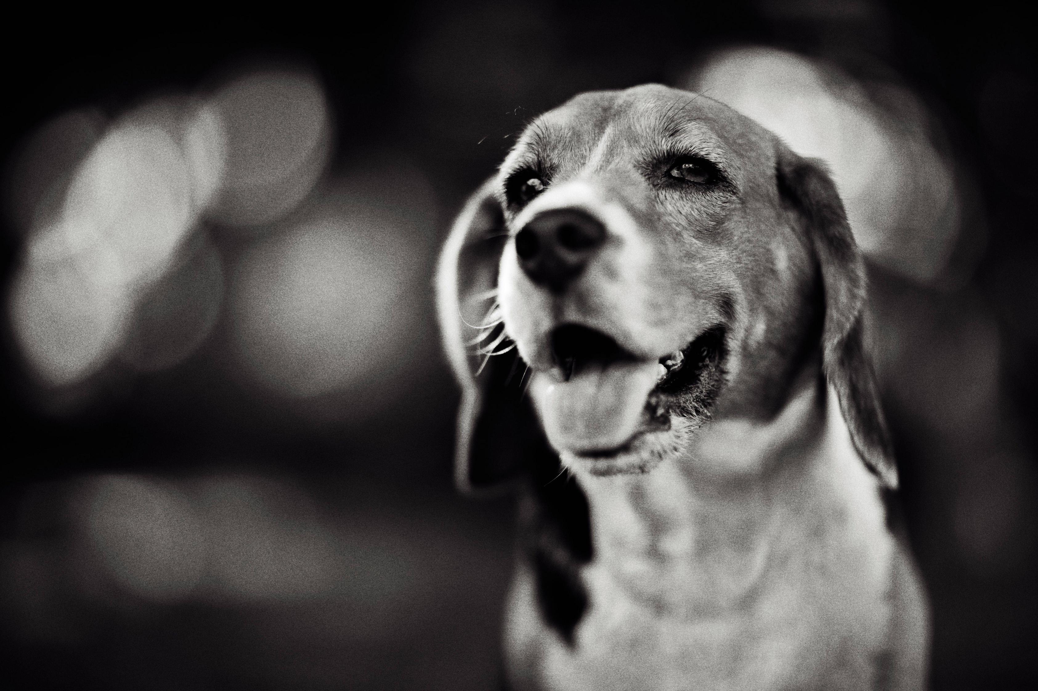 5616x3744 Beagles Wallpaper Old Beagle Harrier