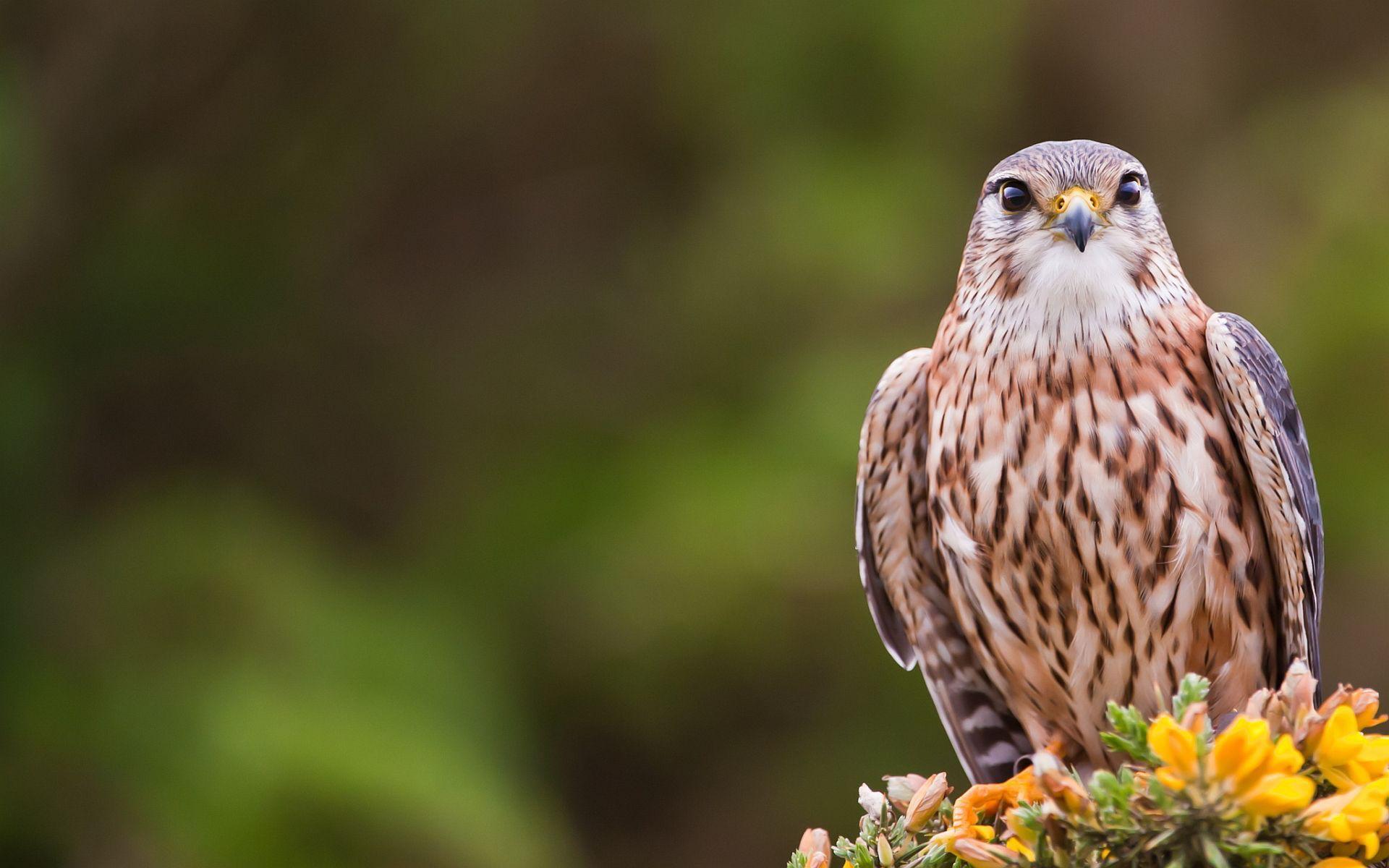 1920x1200 Falcons. Merlin bird, Bird wallpaper