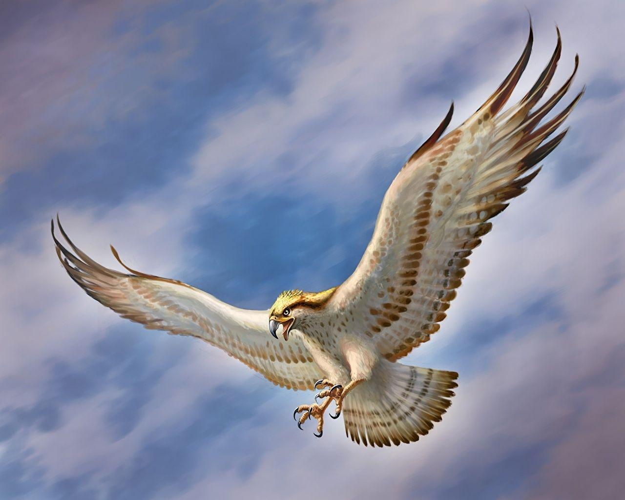 flying falcon wallpapers