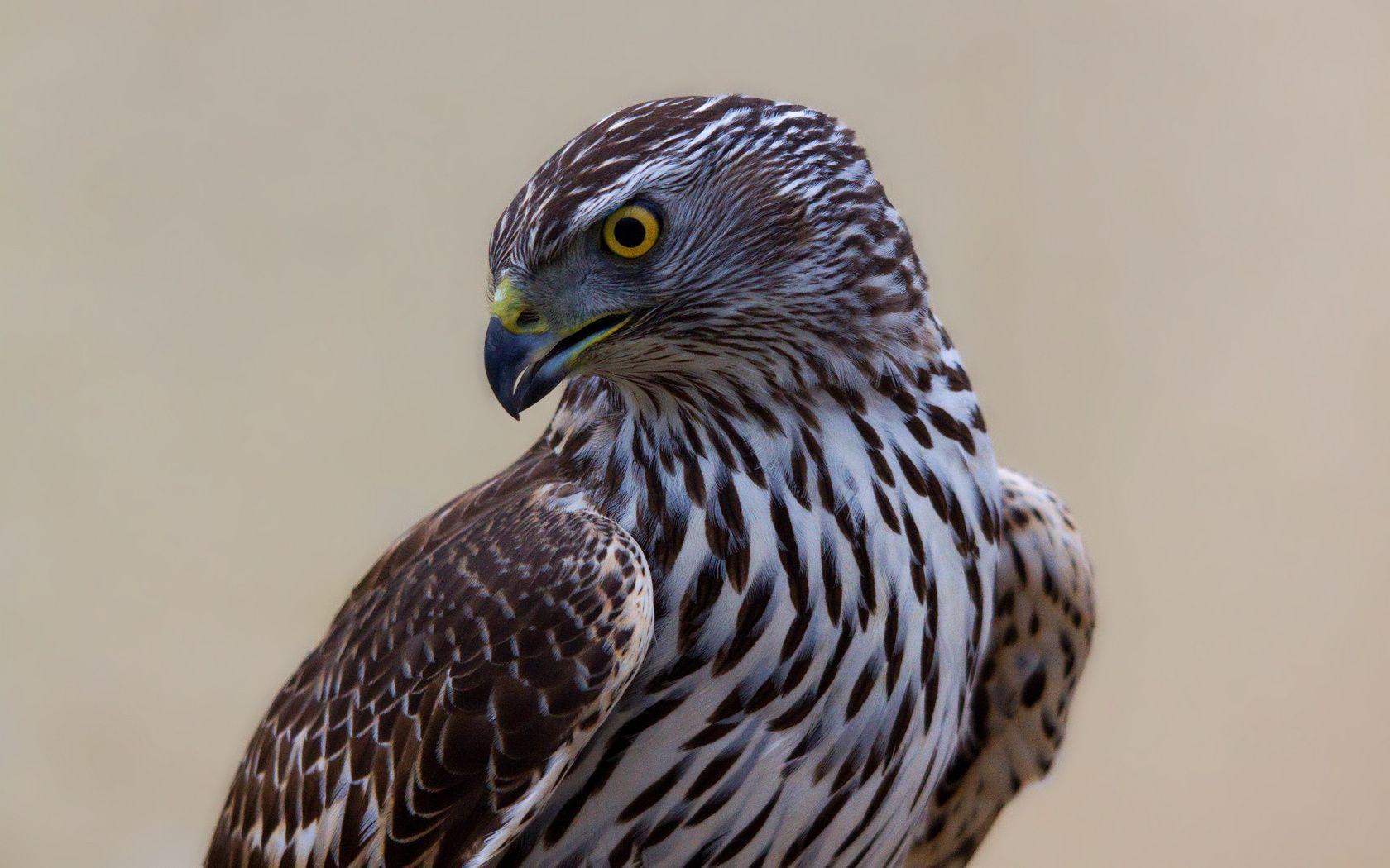 1680x1050 Falcon bird wallpaperx1050