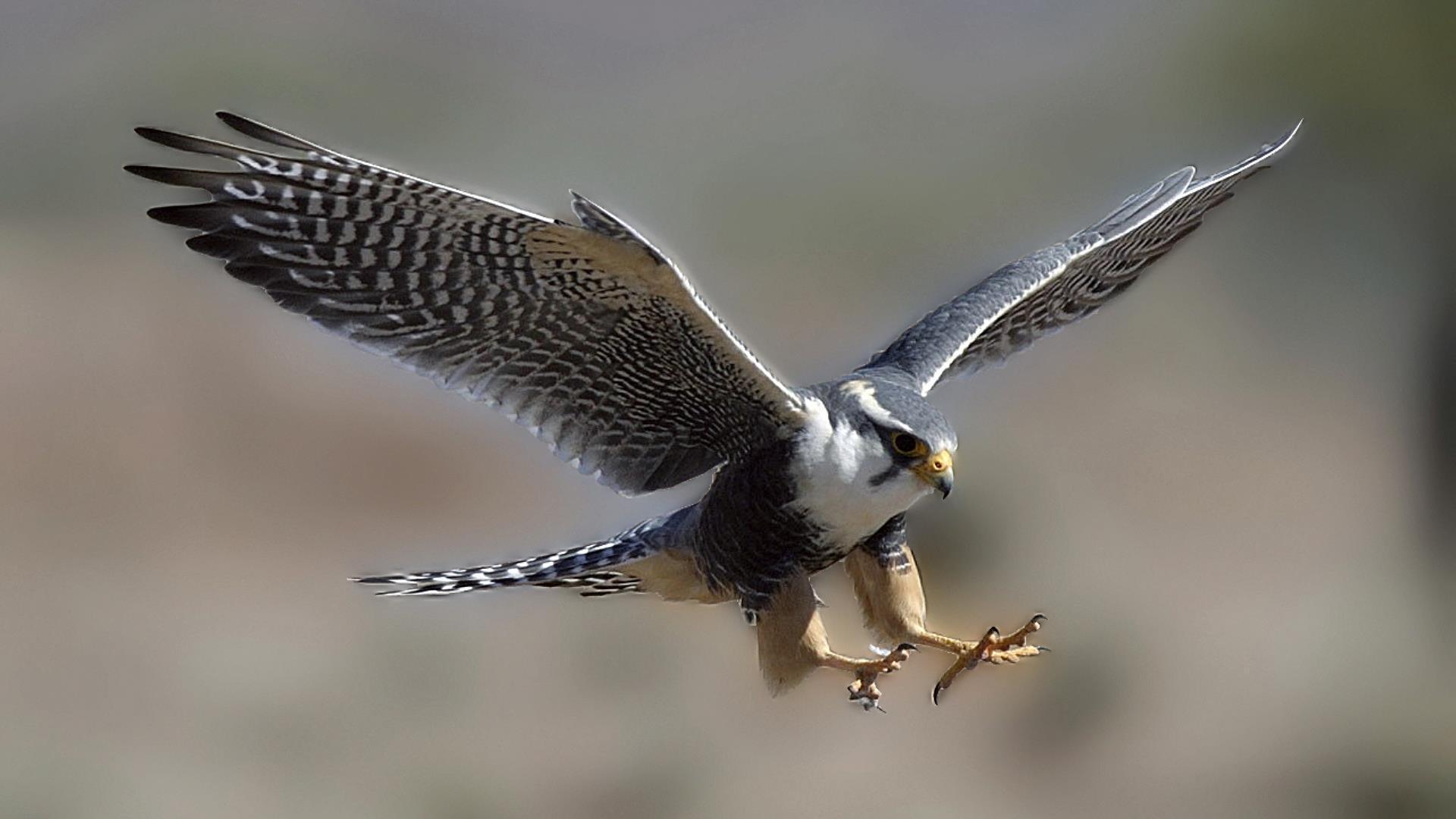 1920x1080 Falcon. Birds Wallpaper for Android