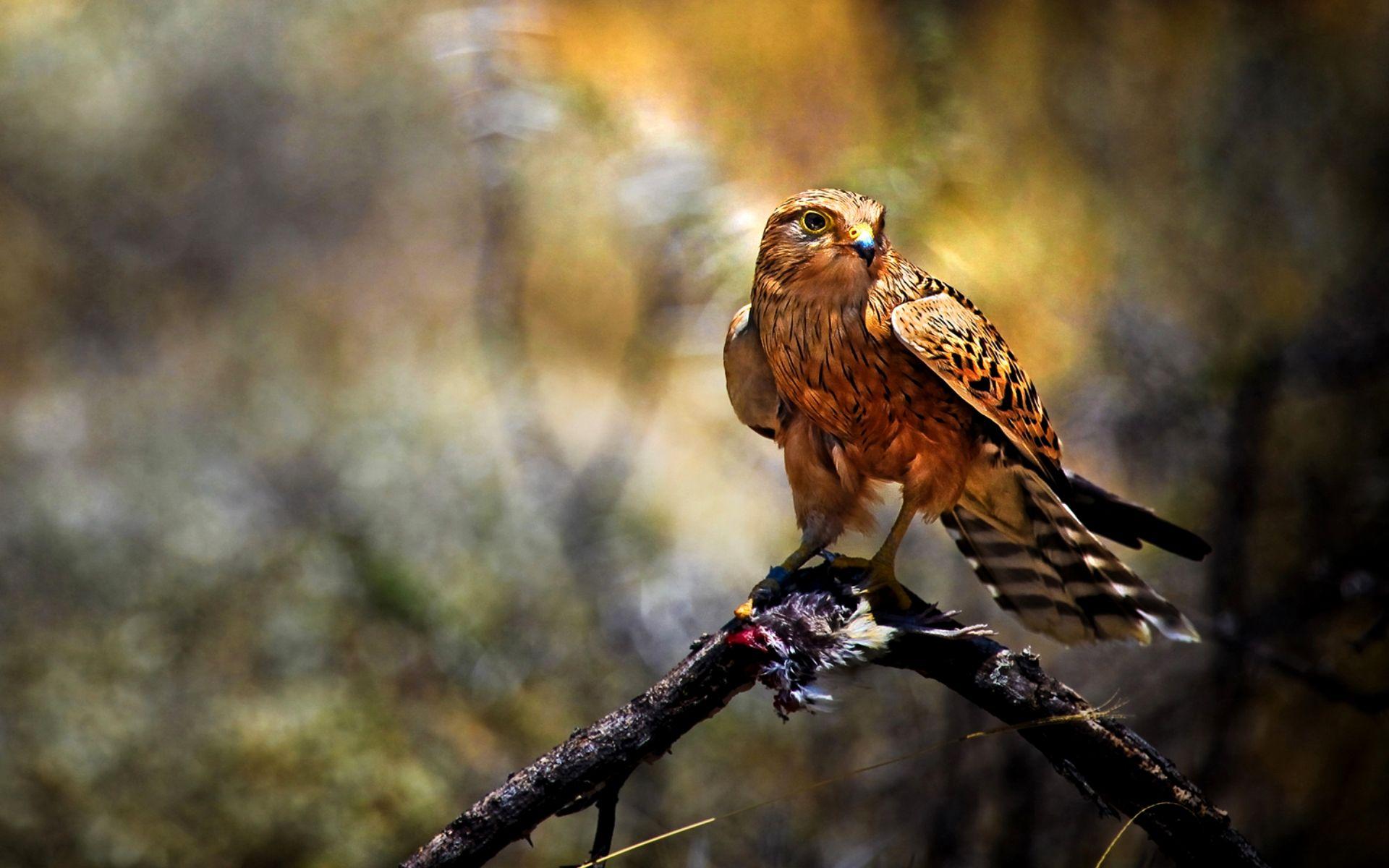 1920x1200 Bird Predator wallpaper