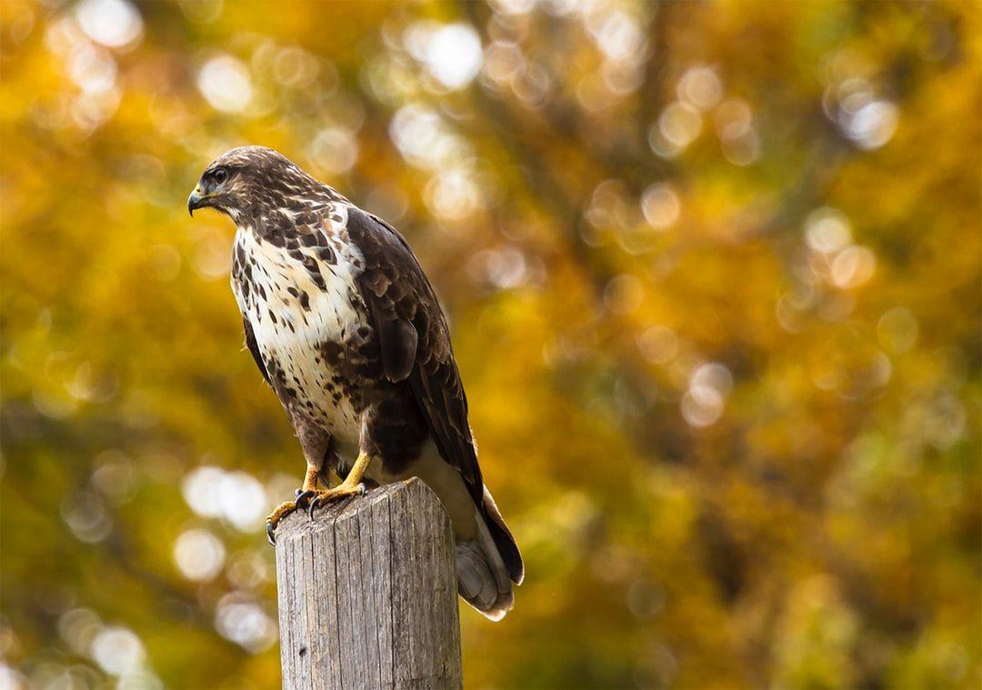 1080x759 Falcon Picture. Download Free Image