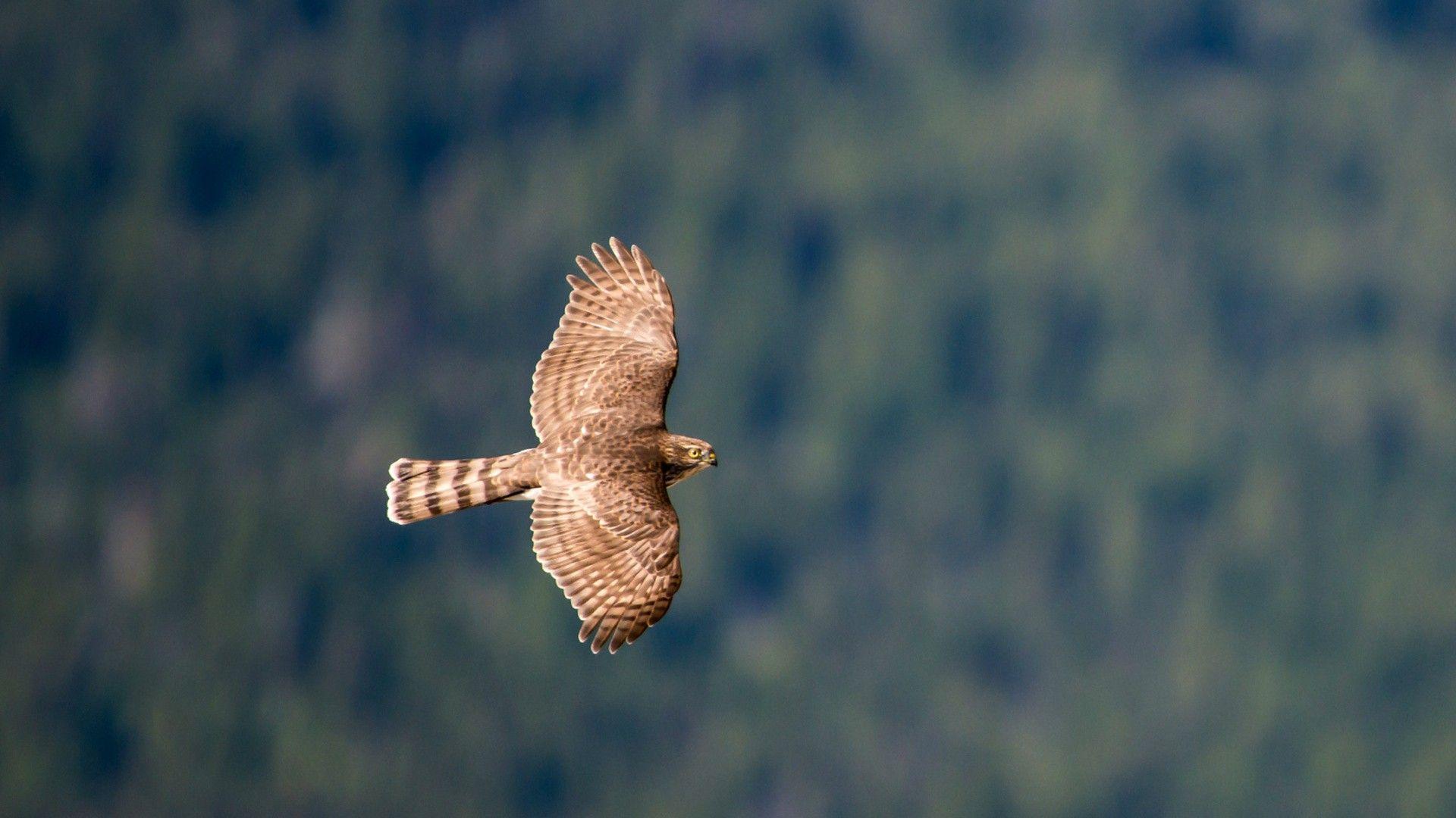 1920x1080 Flying Falcon Bird Widescreen Wallpaper 52728