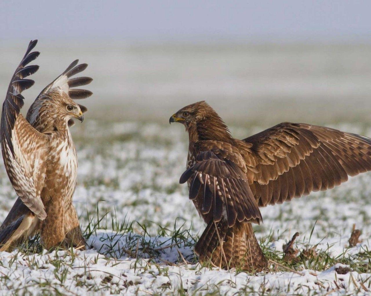 1280x1024 Download 1280x1024 Falcons, Wings, Snow, Birds Wallpaper