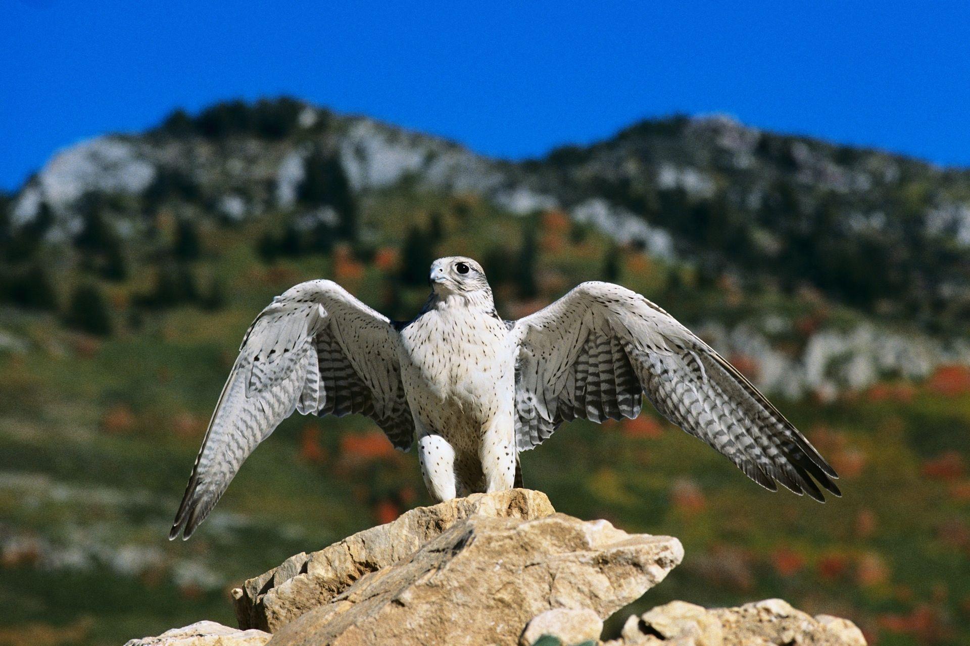 1920x1280 birds falcon bird peregrine falcon 1920x1280 wallpaper High