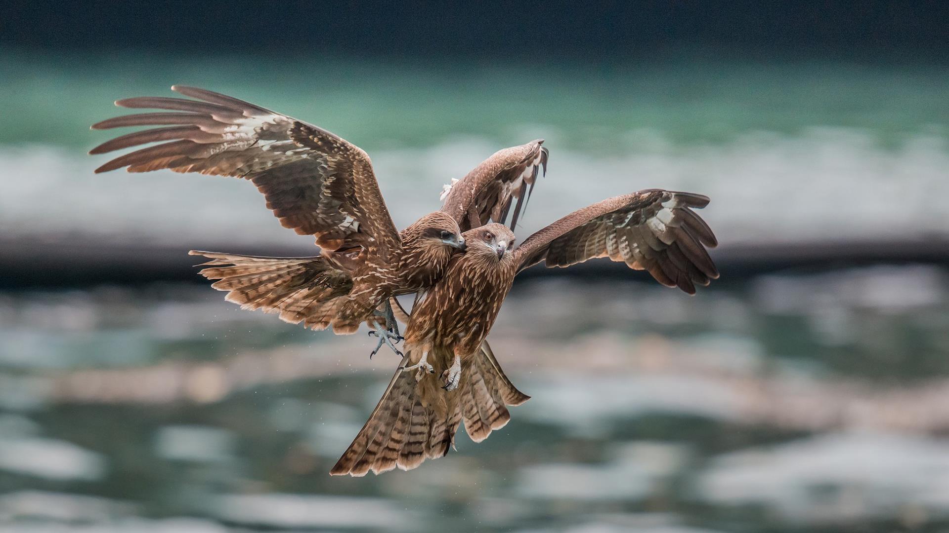 1920x1080 Falcon. Brave Birds Wallpaper for Android