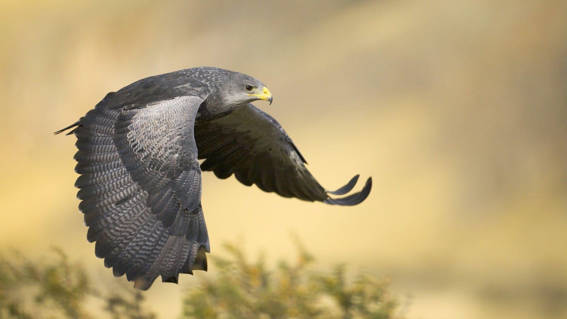 1920x1080 Gray and black hawk, falcons, birds, flying HD wallpaper