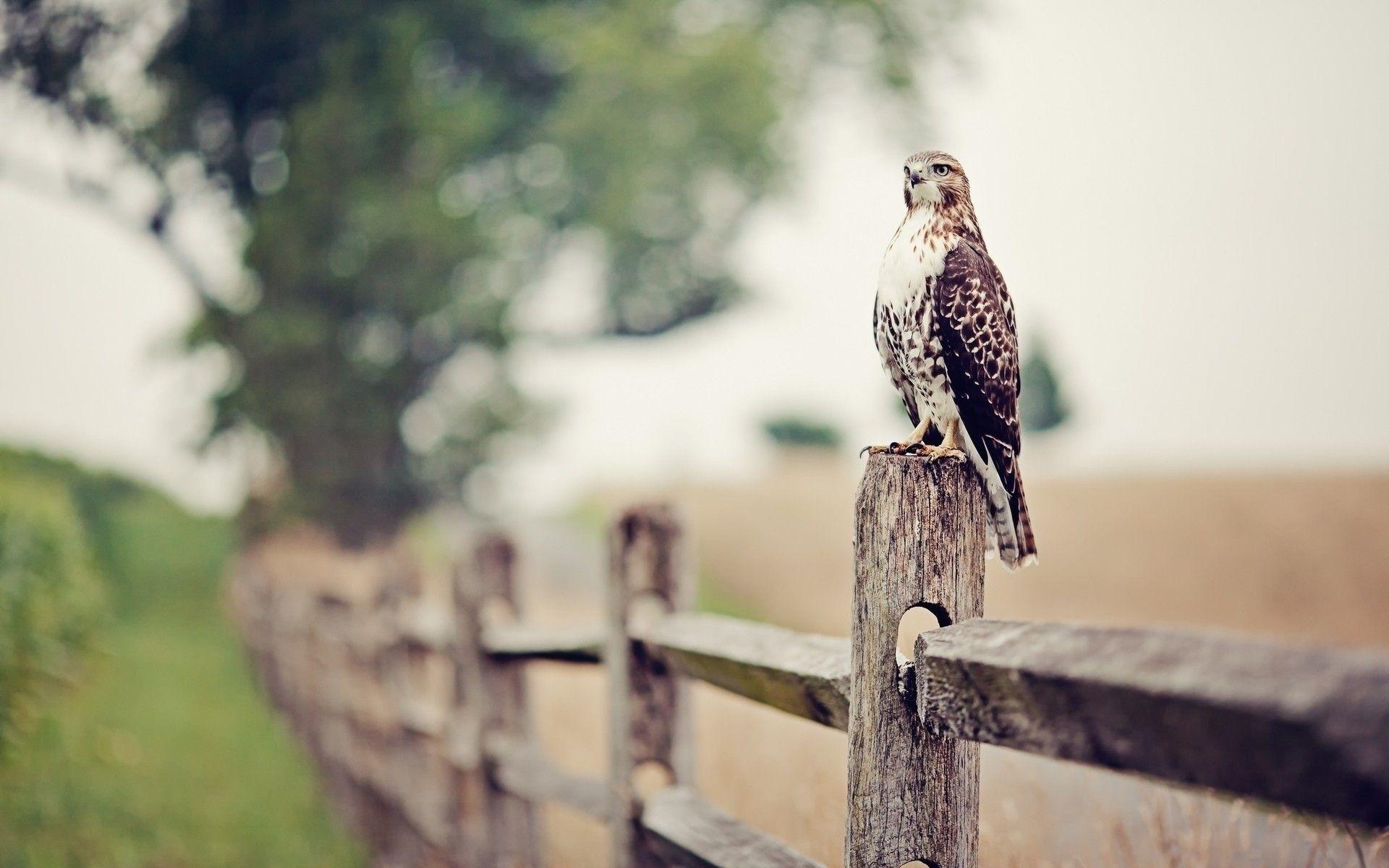 1920x1200 Falcon