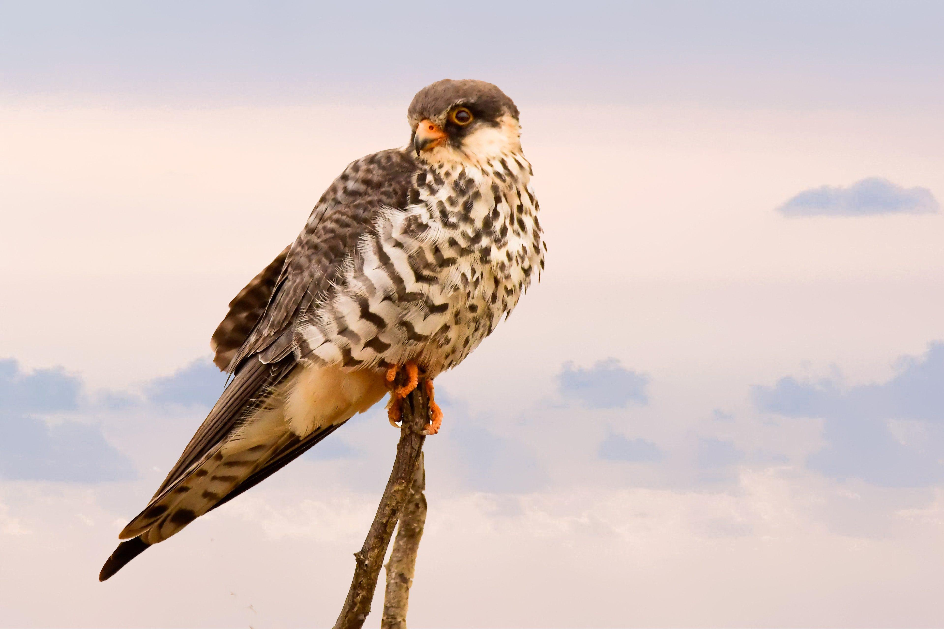 3840x2560 Falcon Wallpaper HD Free Download