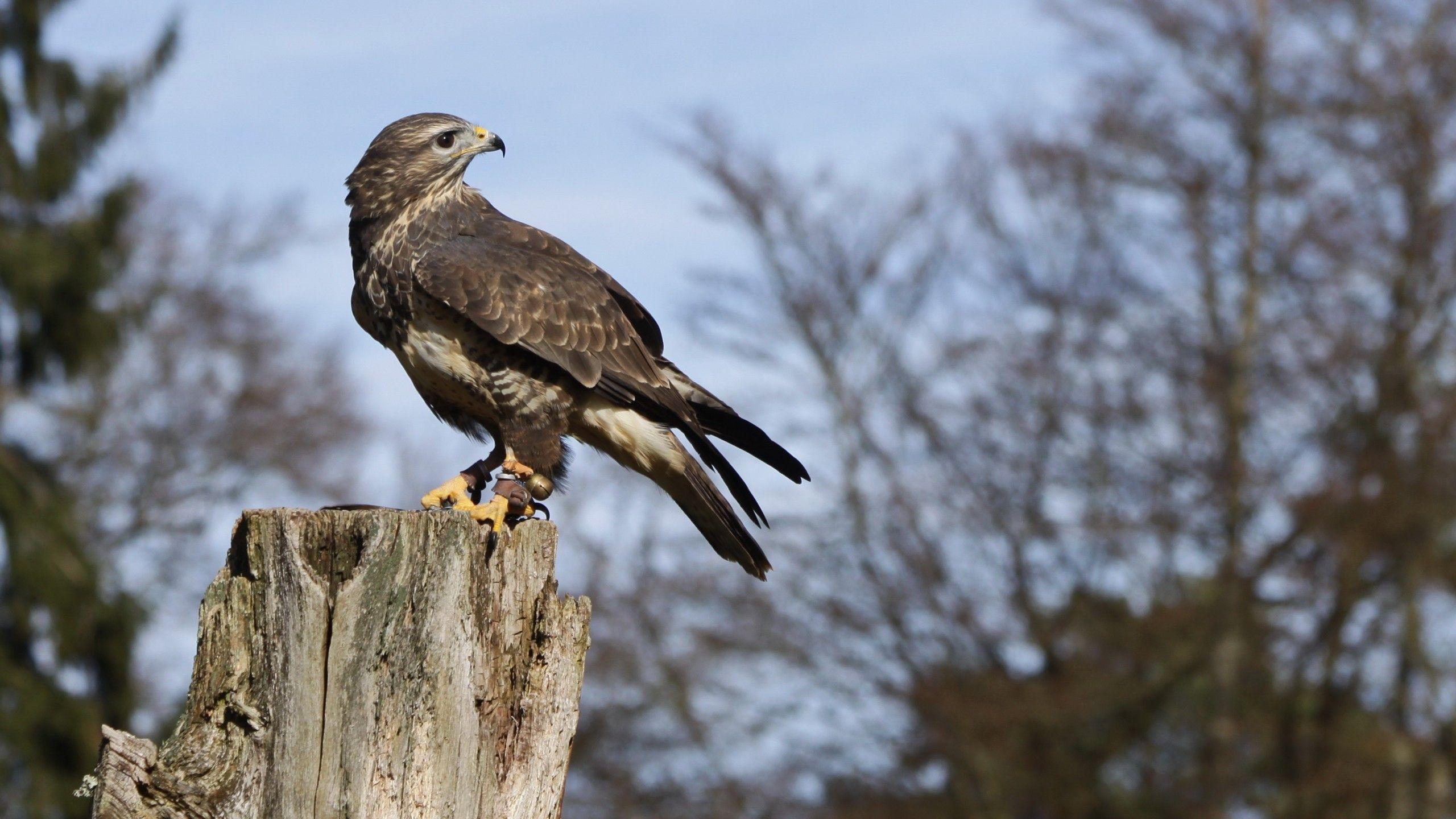 2560x1440 Download 2560x1440 Barbary Falcon, Wood, Predator, Sky