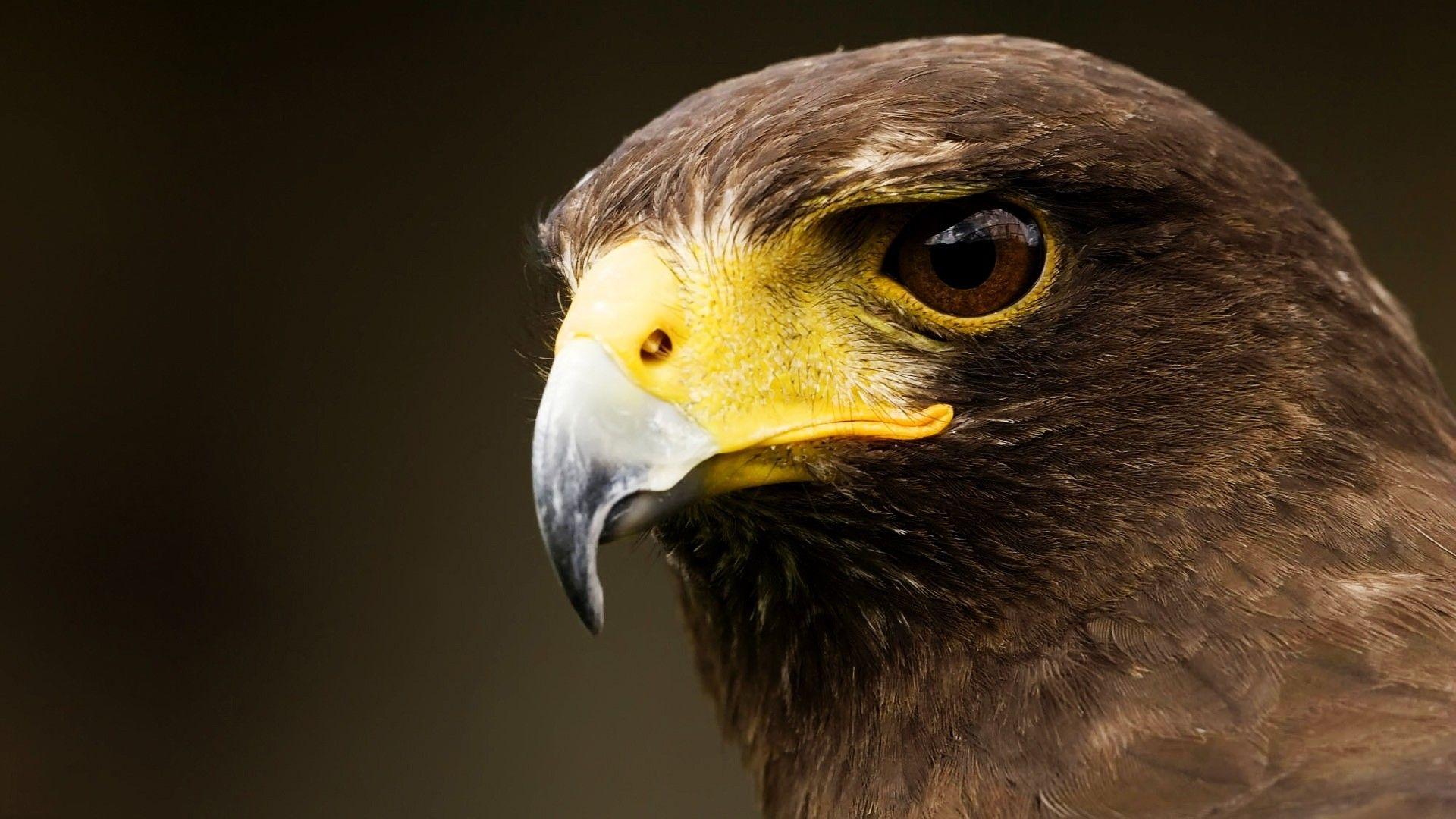 1920x1080 birds, raptor, falcon bird wallpaper