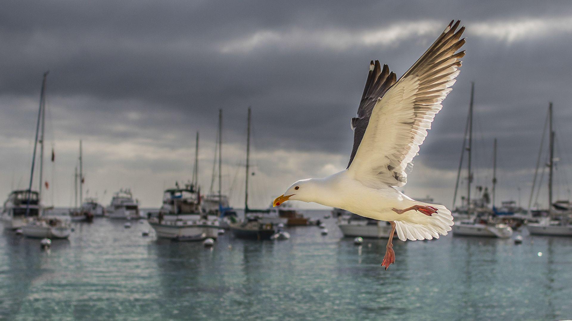 1920x1080 Photos California Birds seagulls USA Santa Catalina Island