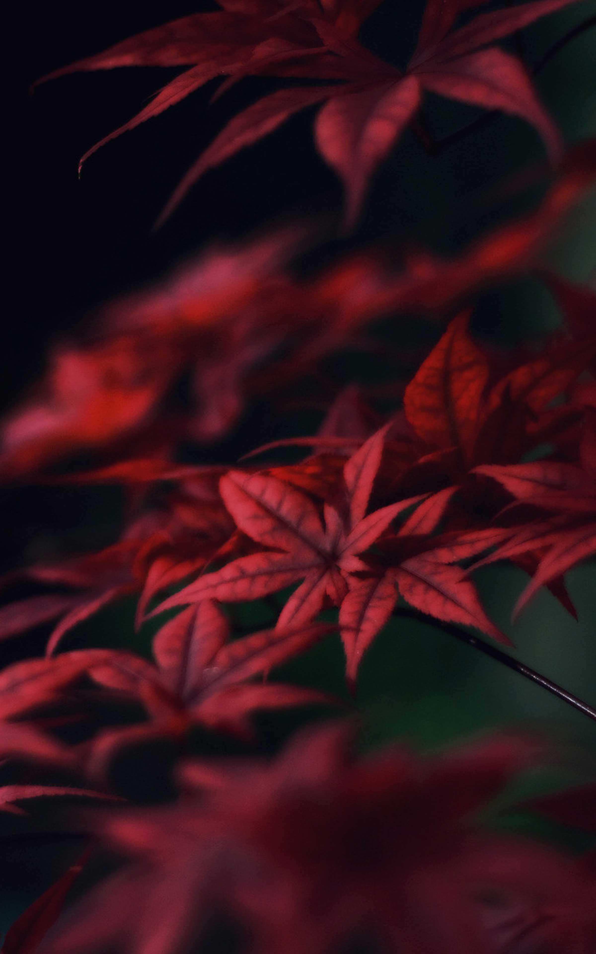 2400x3840 Weeds Wallpaper HD Cool Weeds Wallpaper for Android