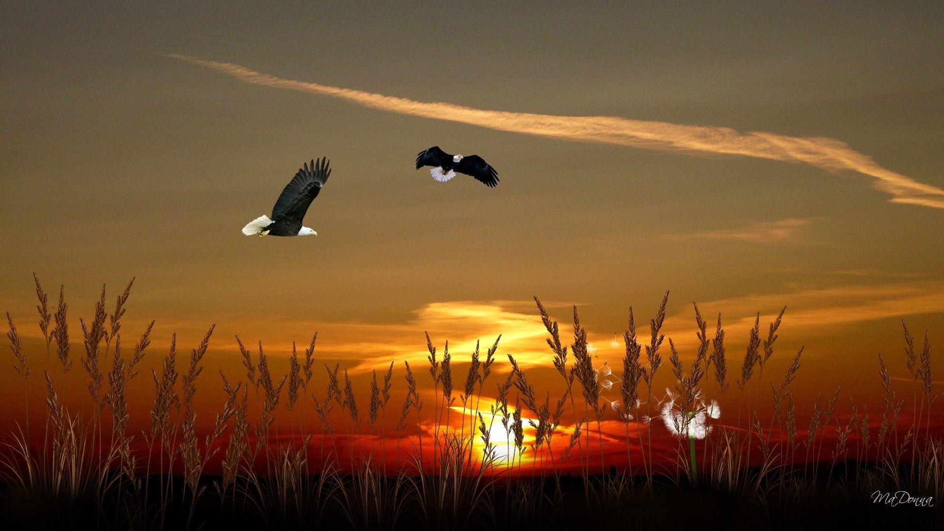 1920x1080 Sunsets: Farm Eagles Northwest Sunset Country Grass Dandelion Autumn