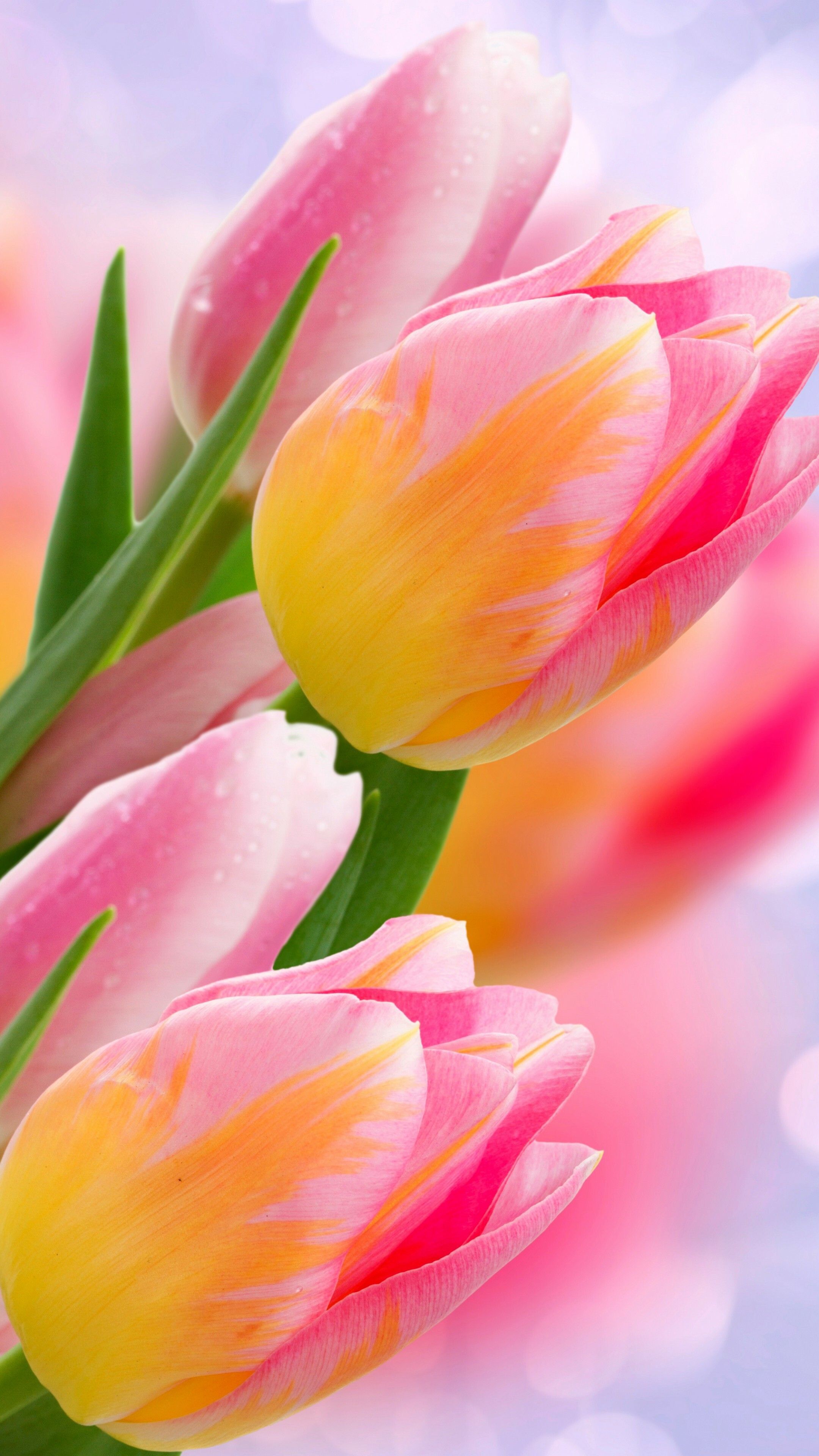 2160x3840 Tulip Wallpaper