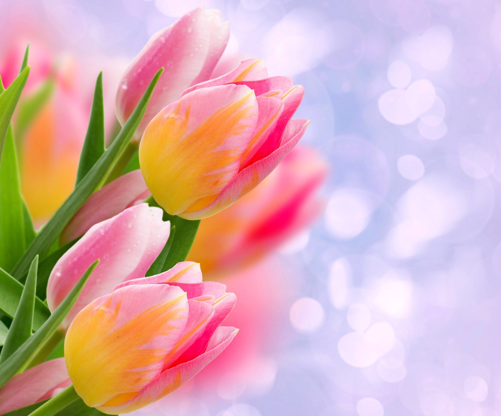 1920x1596 Pink Flower Close Up Tulip 4k