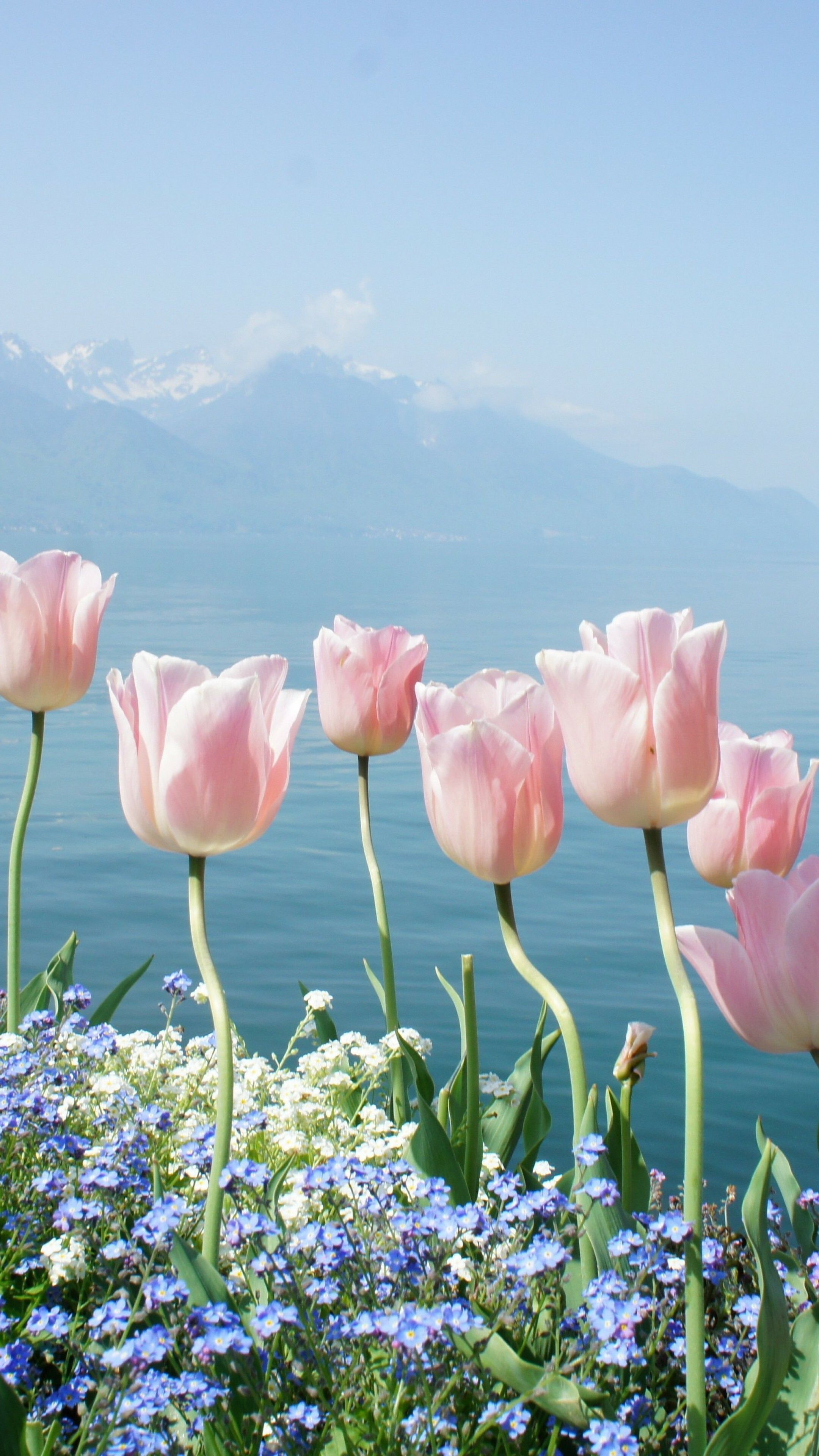 2160x3840 Tulip Wallpaper
