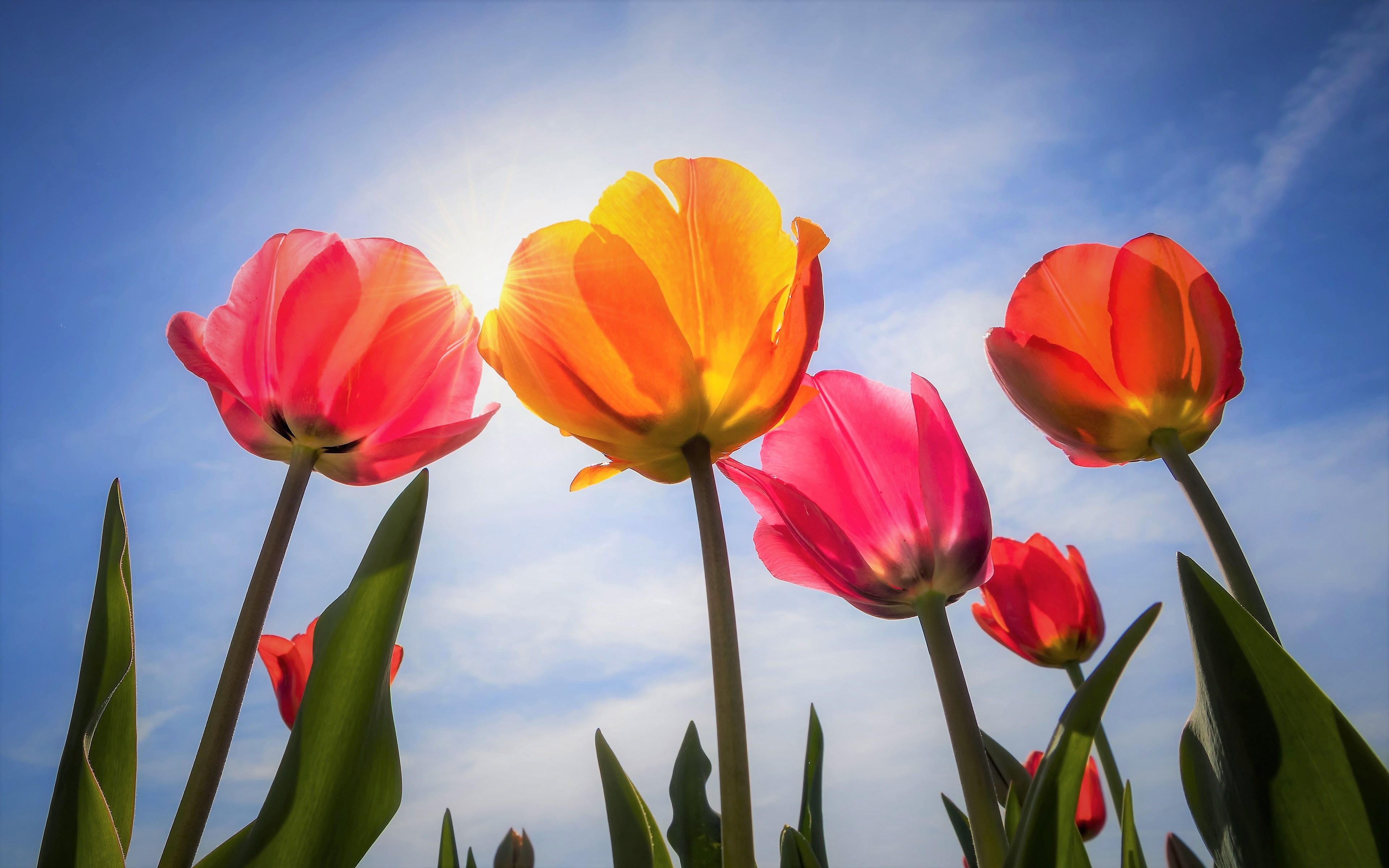3840x2400 Flower Nature Tulip 4k Ultra HD Wallpaper
