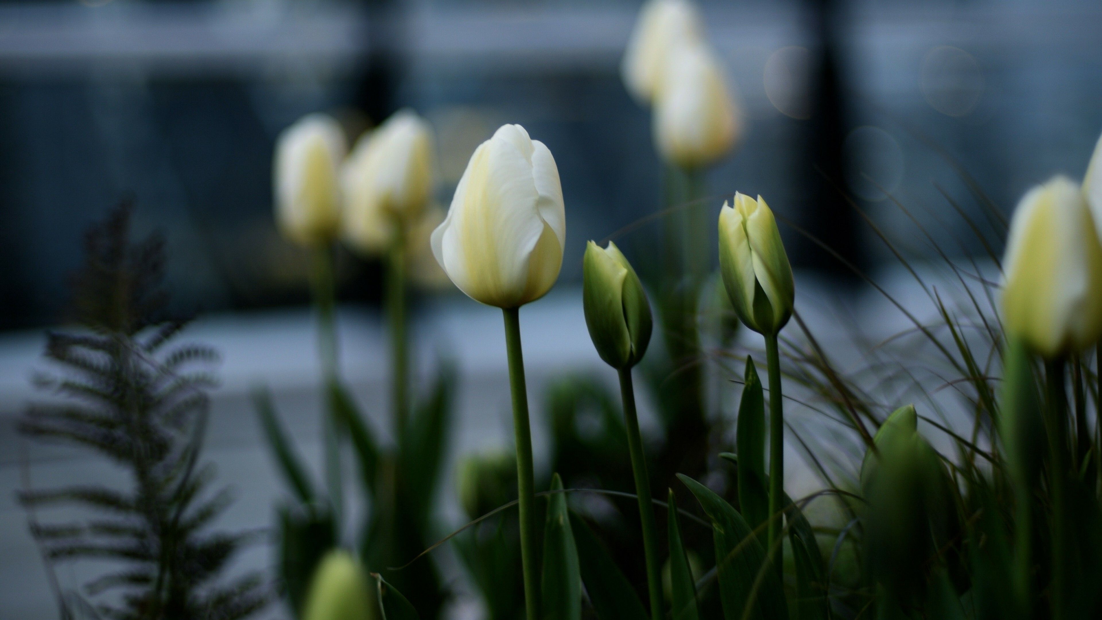 3840x2160 Tulip Wallpaper