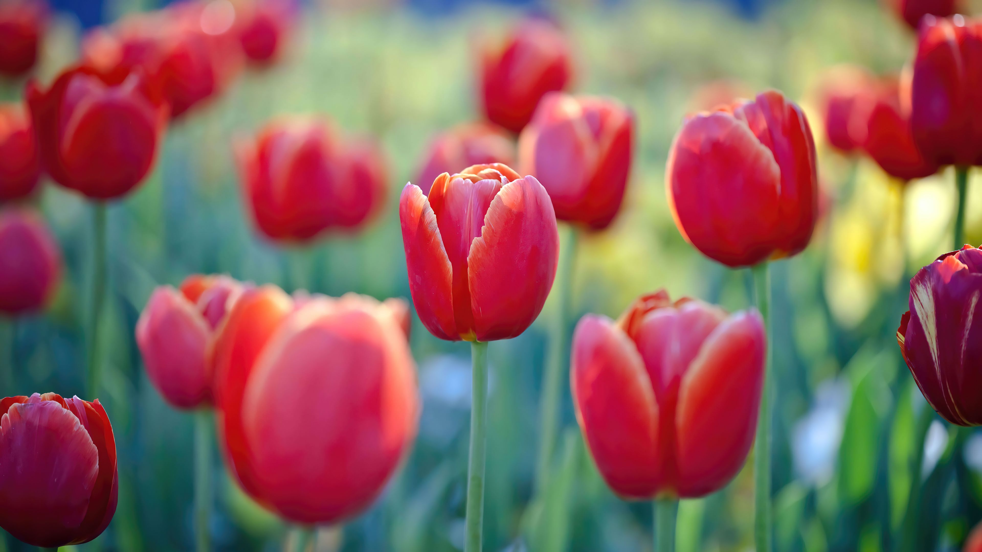 3840x2160 Red Tulips Flower Nature HD 4K