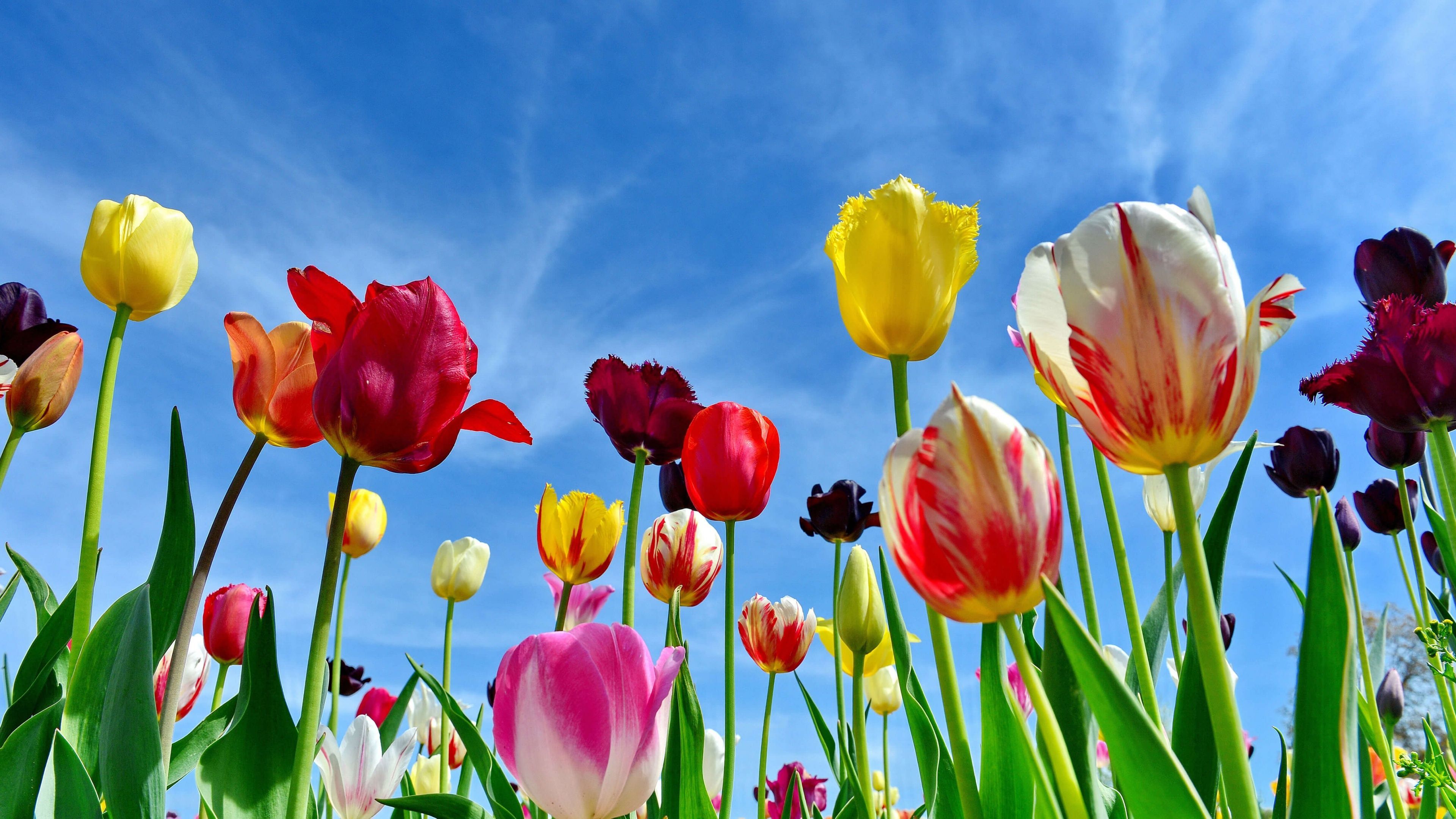 3840x2160 Tulips Wallpaper 4K, Colorful flowers