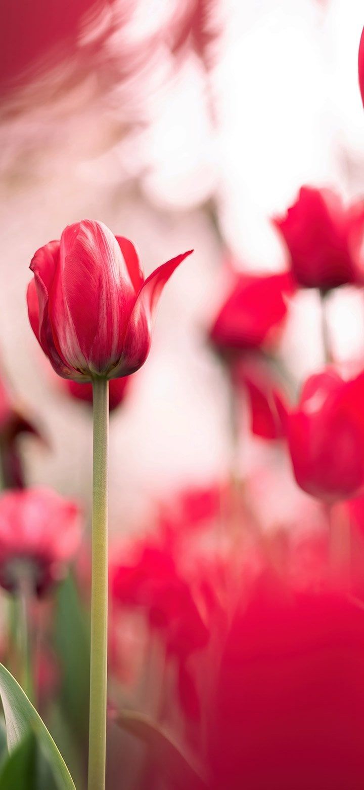 720x1560 red tulips 4K wallpaper 2610x5655