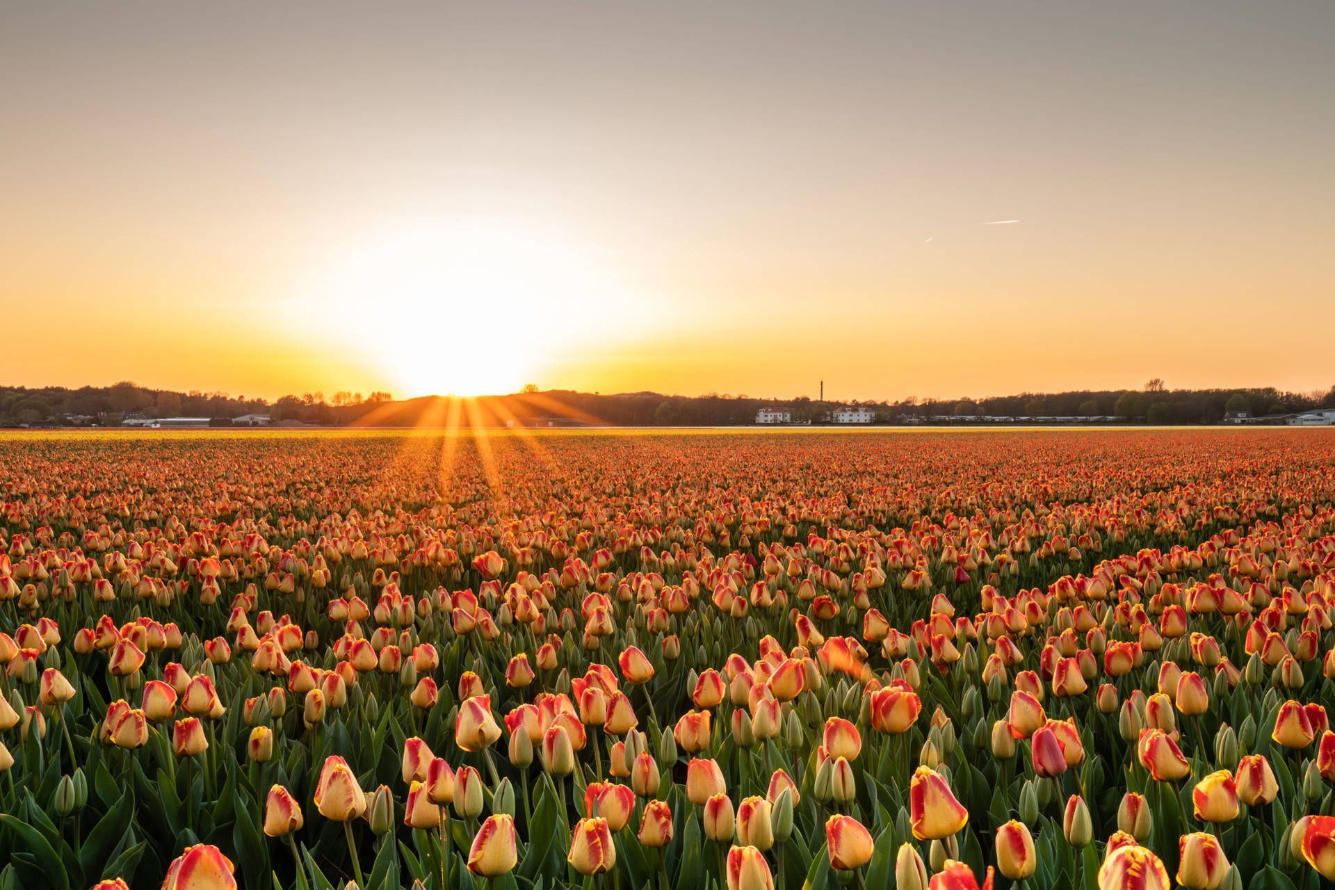 1920x1280 Tulip Background