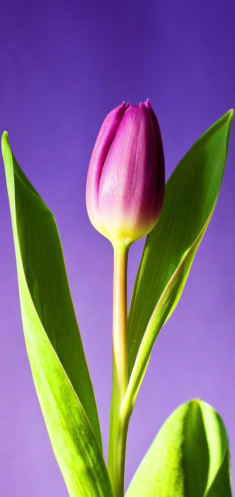 800x1689 Tulip Purple, flowers, tulips, HD phone