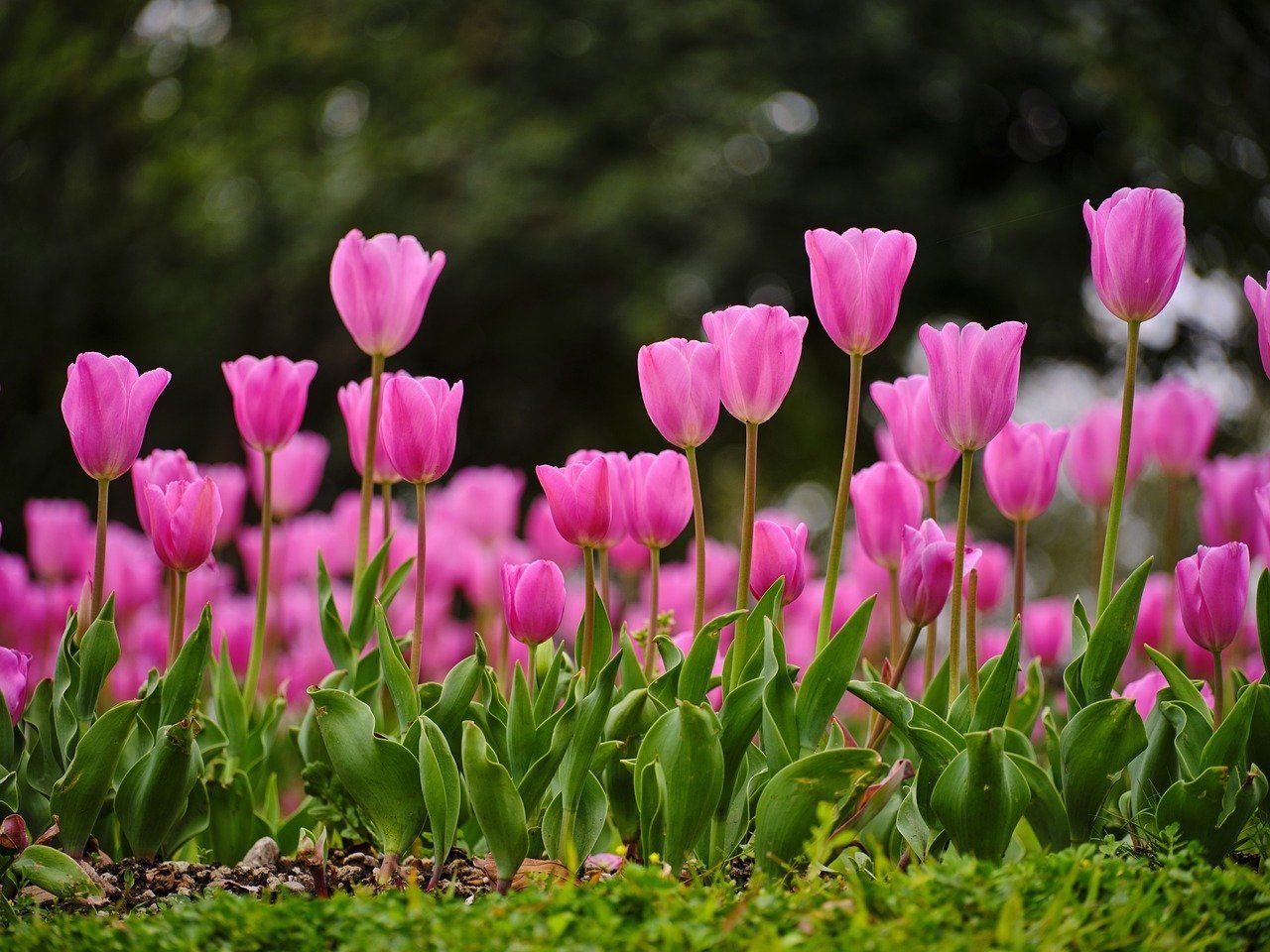 1280x960 Pink Flowers Tulips