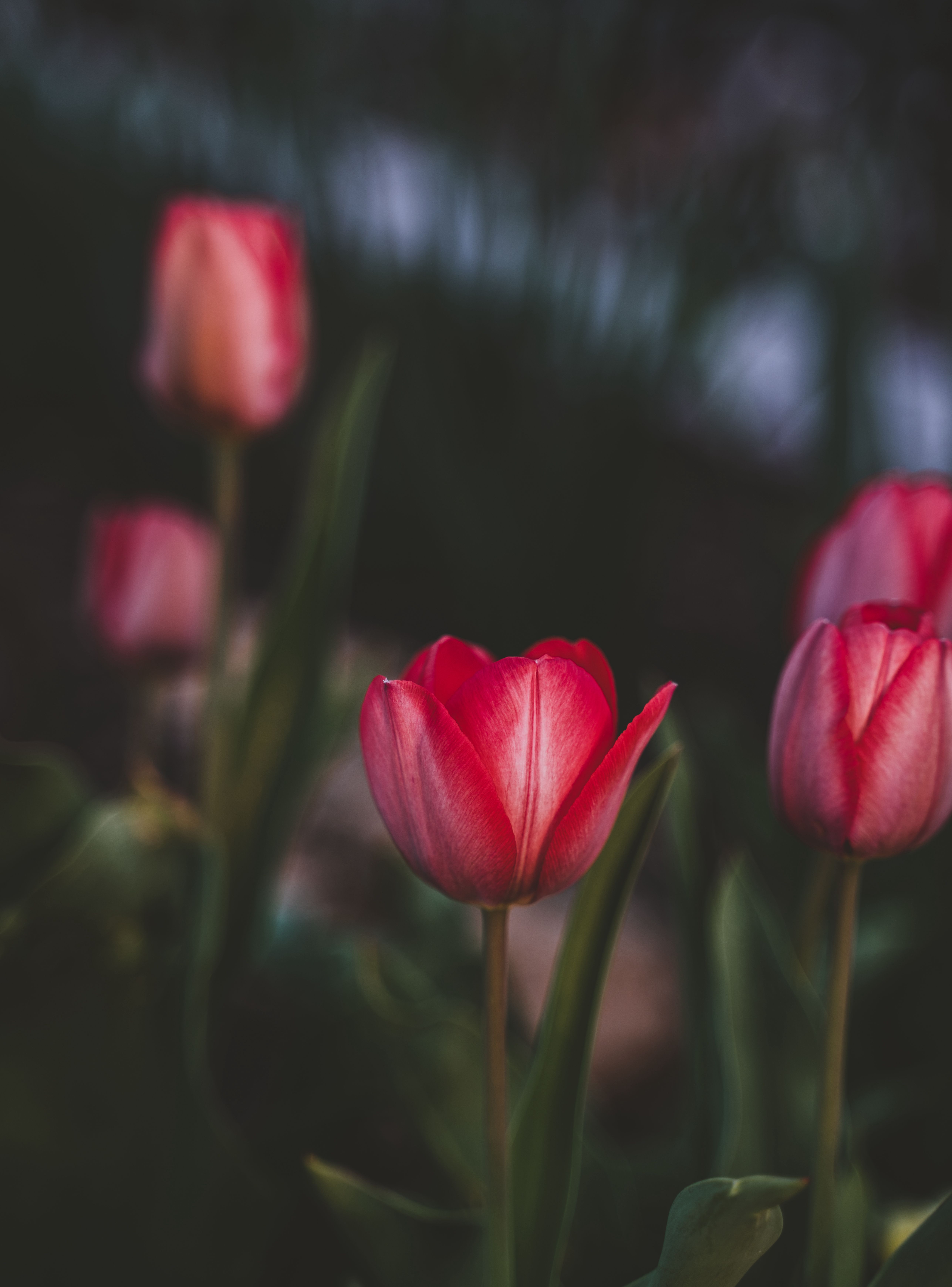5148x6958 Download Tulips wallpaper for mobile