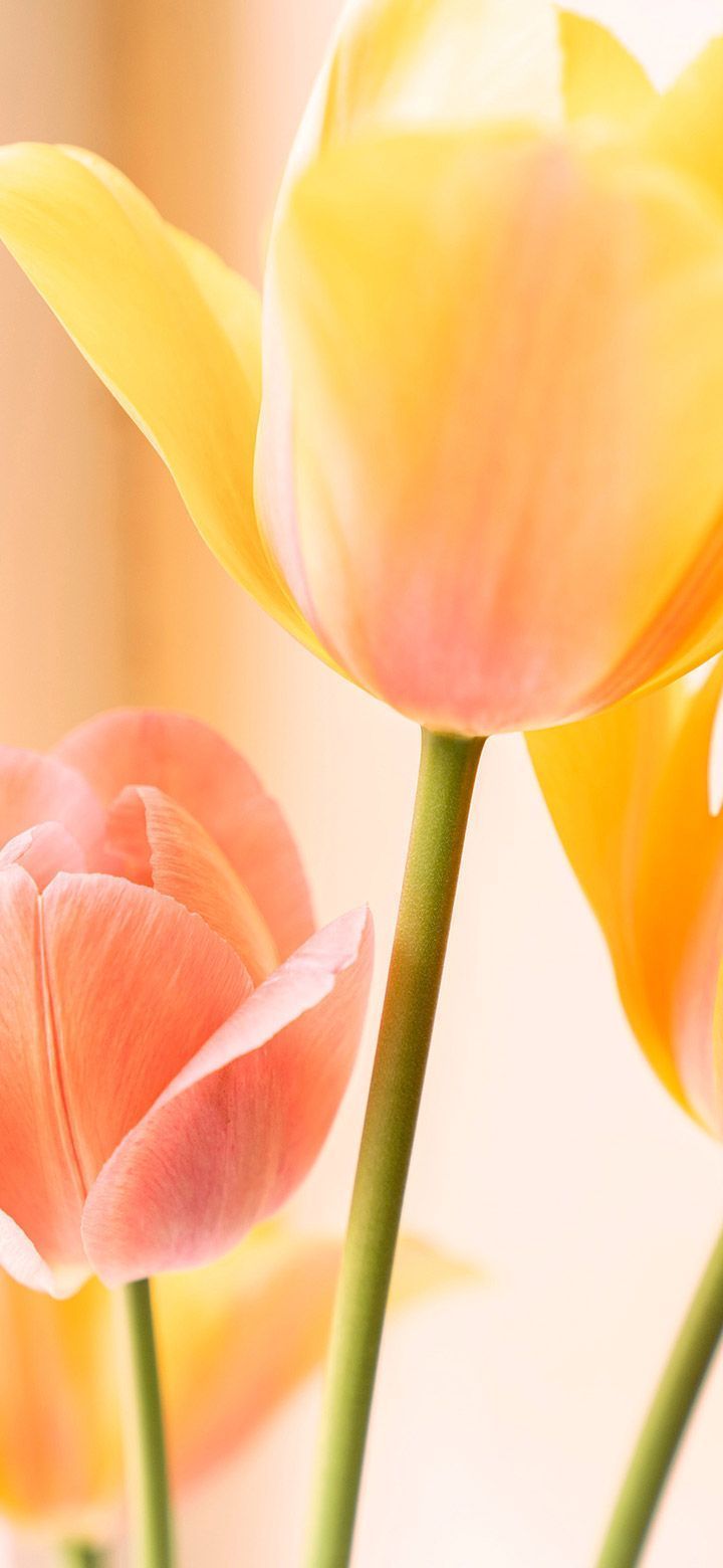 720x1560 Yellow Tulip Flowers In Bloom