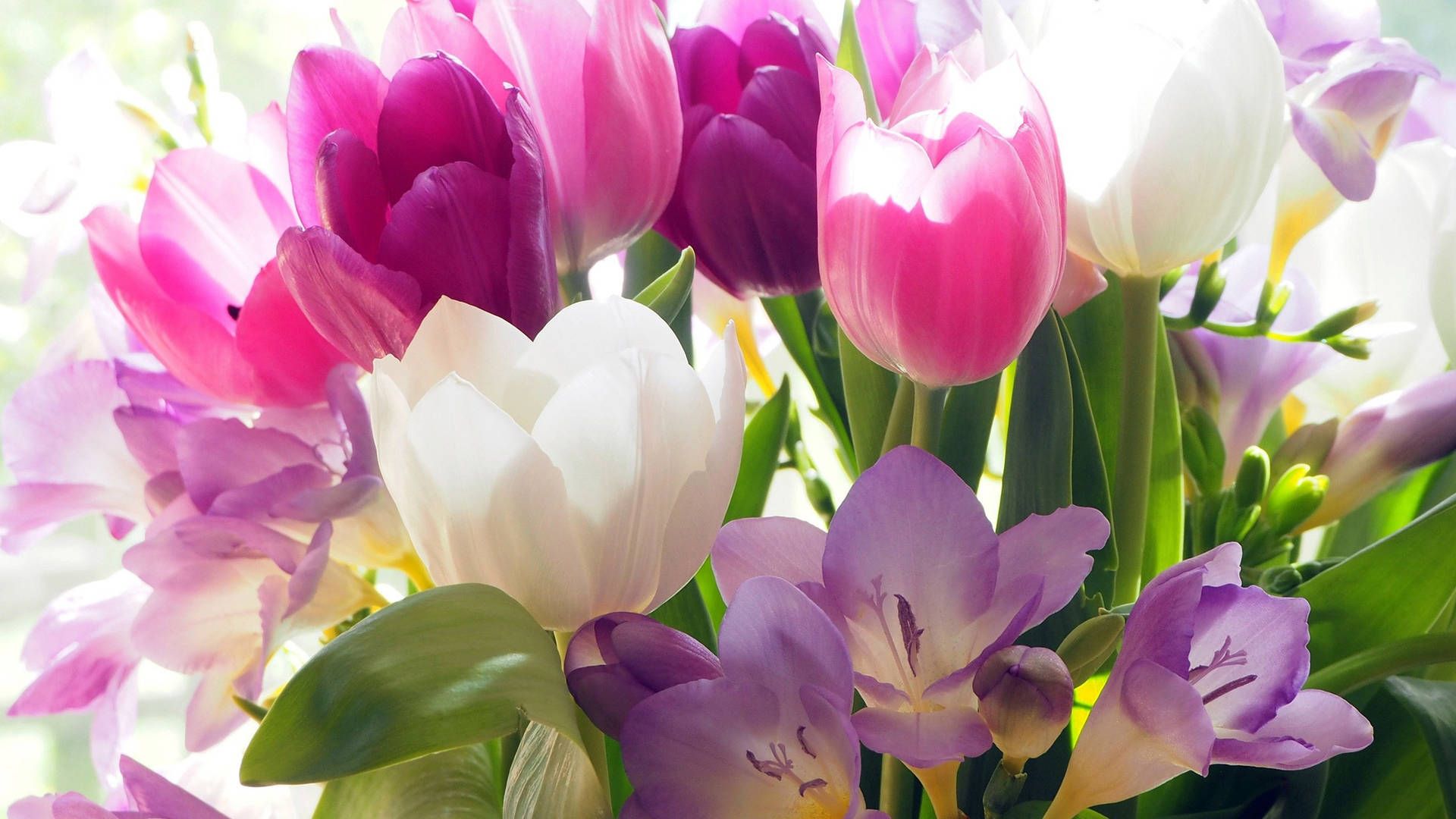 1920x1080 Tulip Wallpaper