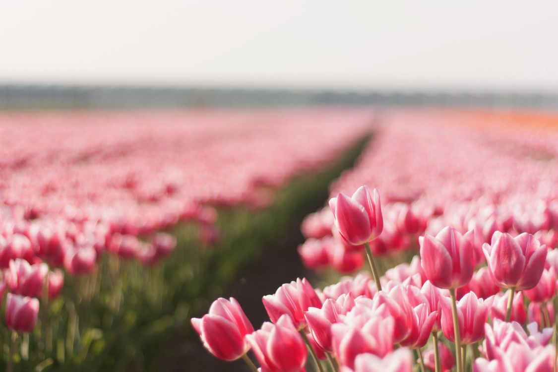 1125x750 Wallpaper Pink Tulips in Bloom During
