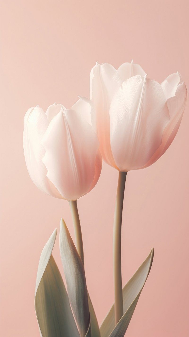 800x1427 iPhone Wallpaper Tulips Image. Free