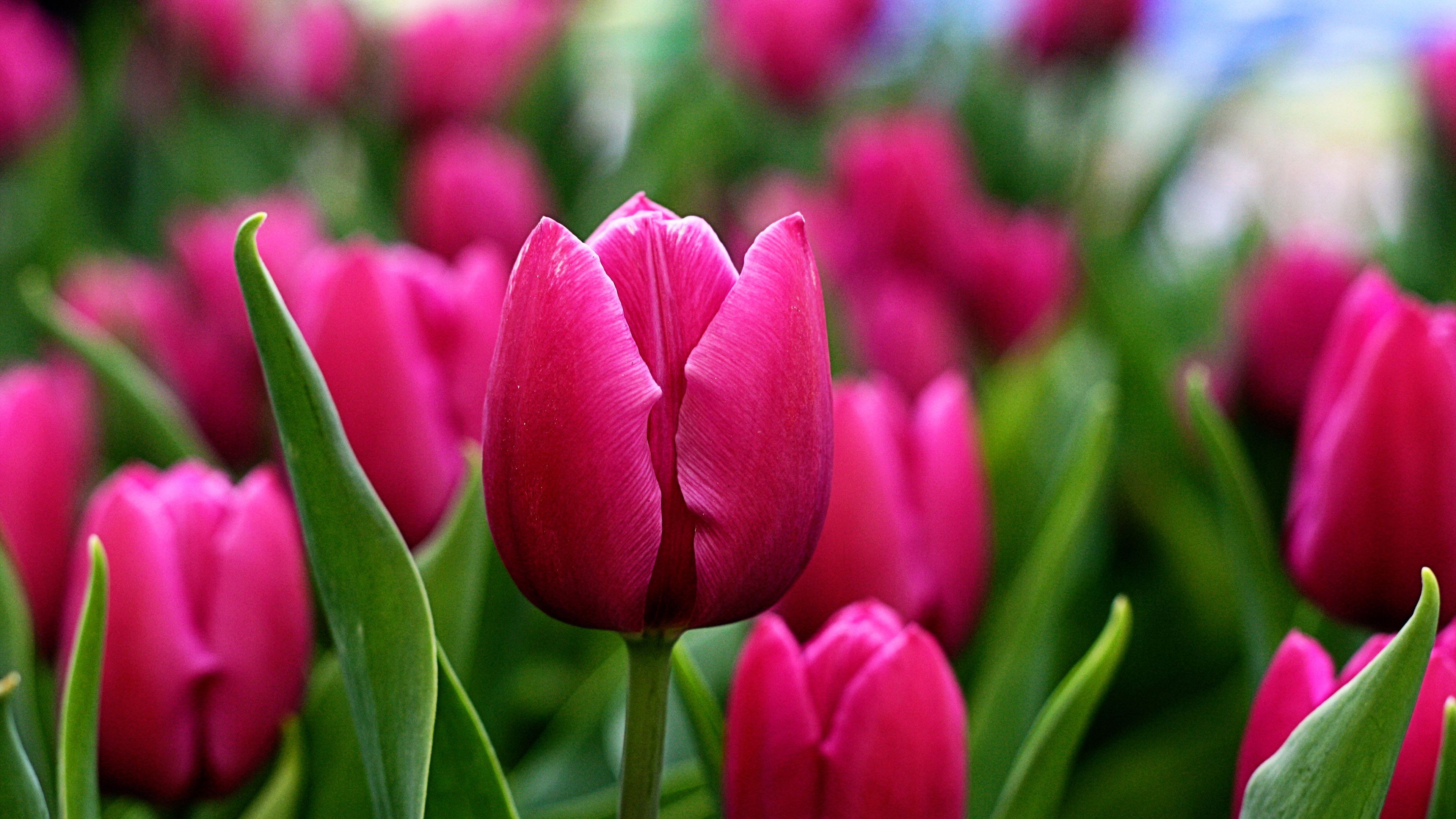 3840x2160 Stunning Tulip Blooms in 4K Ultra HD