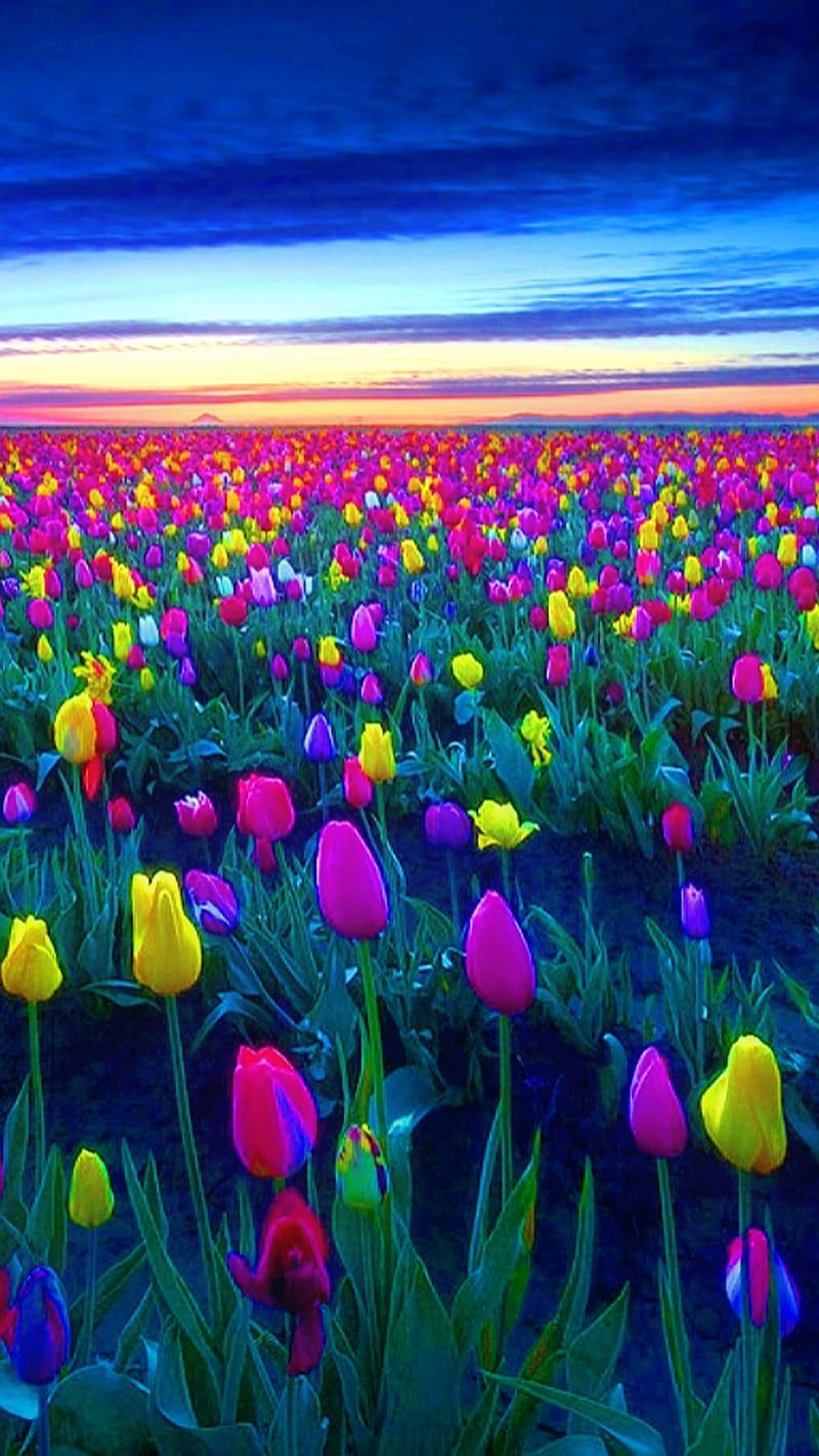 800x1422 Tulip, field, sunset, tulips, HD phone wallpaper
