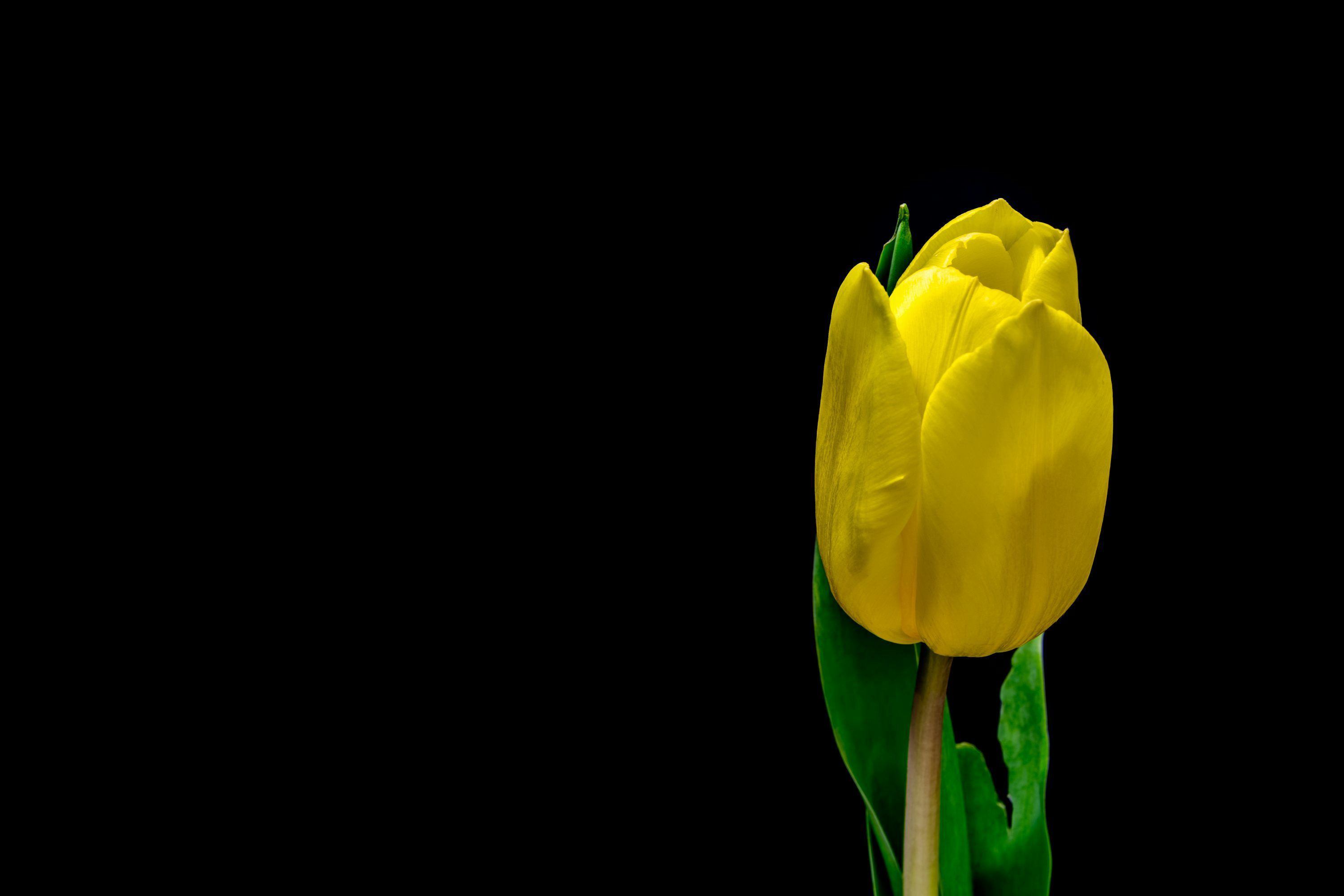 3000x2000 Black Tulip Picture. Download Free