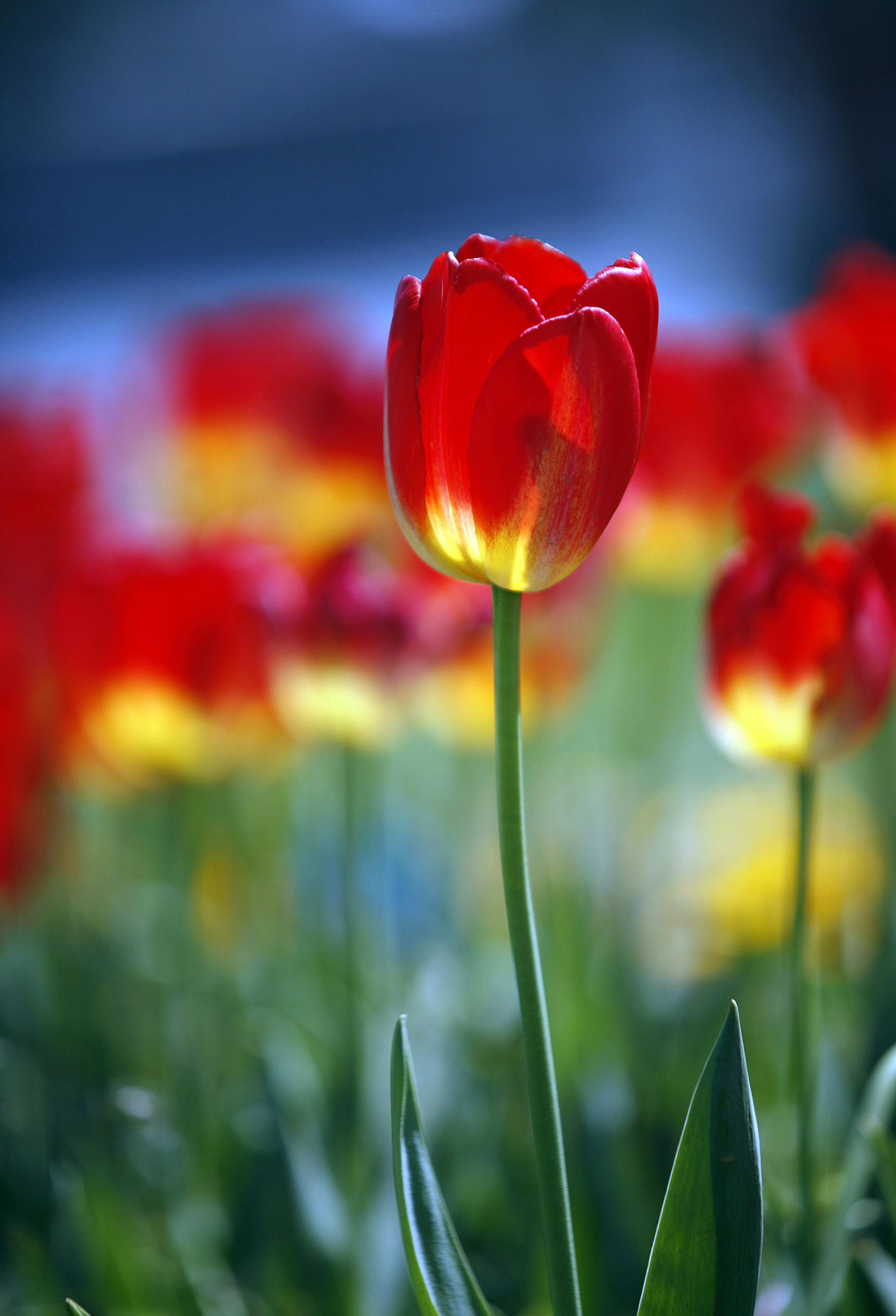 1972x2896 Flowerbed of Tulips · Free
