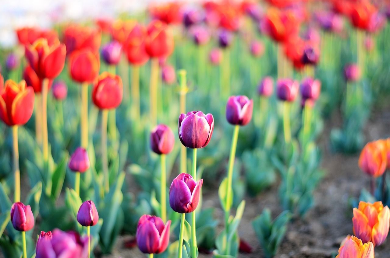 1280x848 Tulips Flower Macro