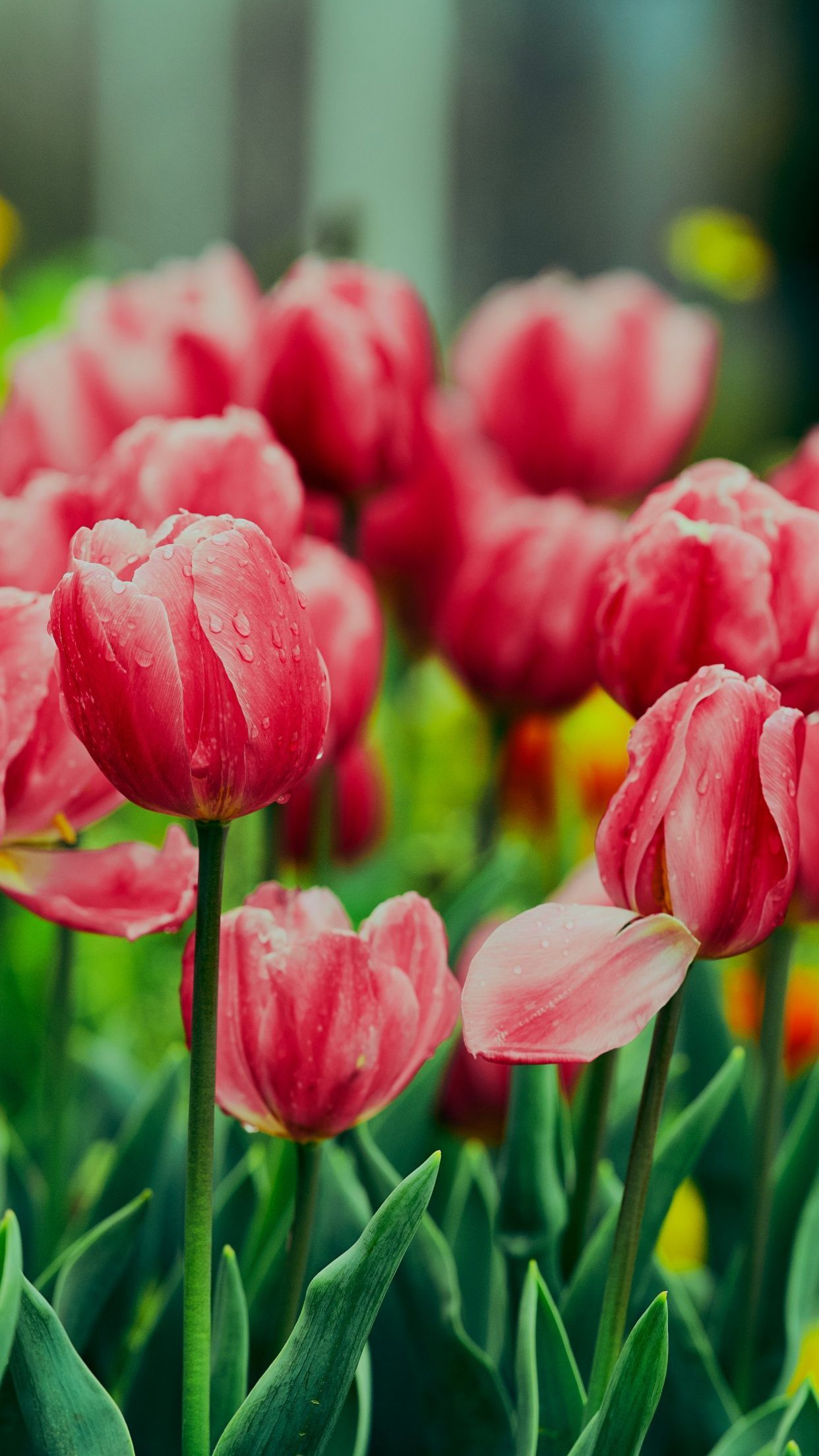 1242x2208 Pink Tulips Wallpaper 4K, Flower garden