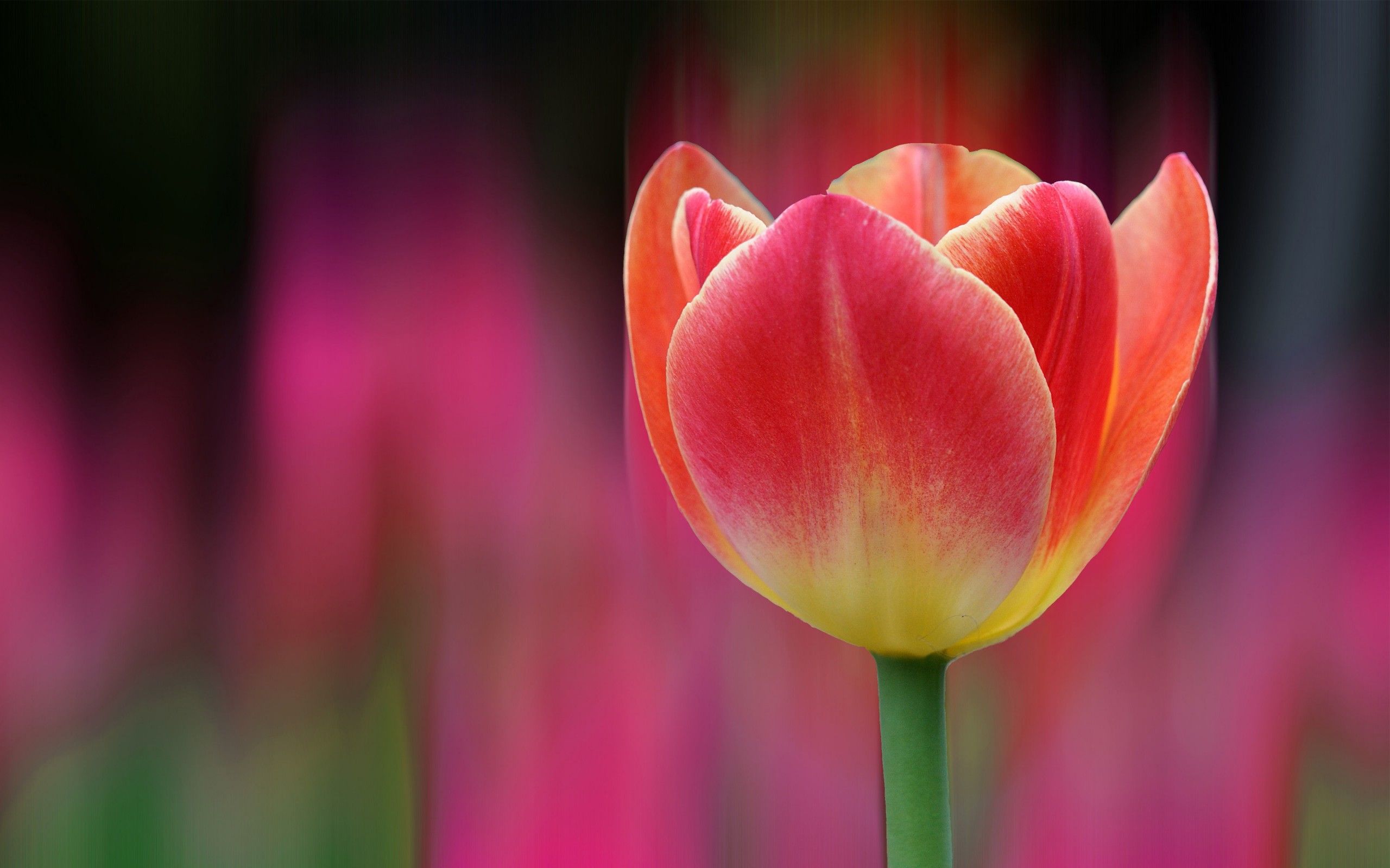 2560x1600 Tulips Bokeh 4K Wallpaper. HD