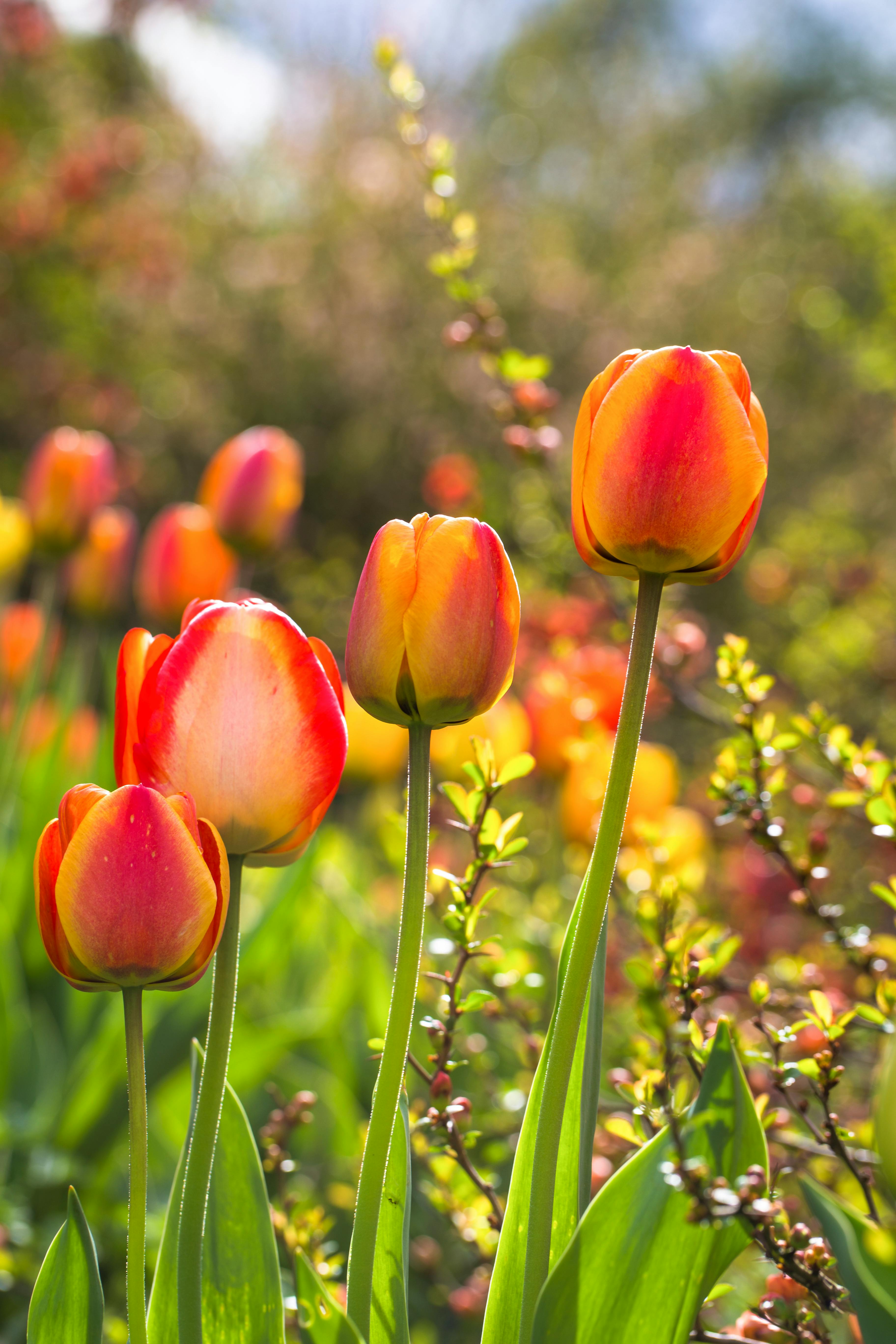 3648x5472 Tulip Flowers · Free