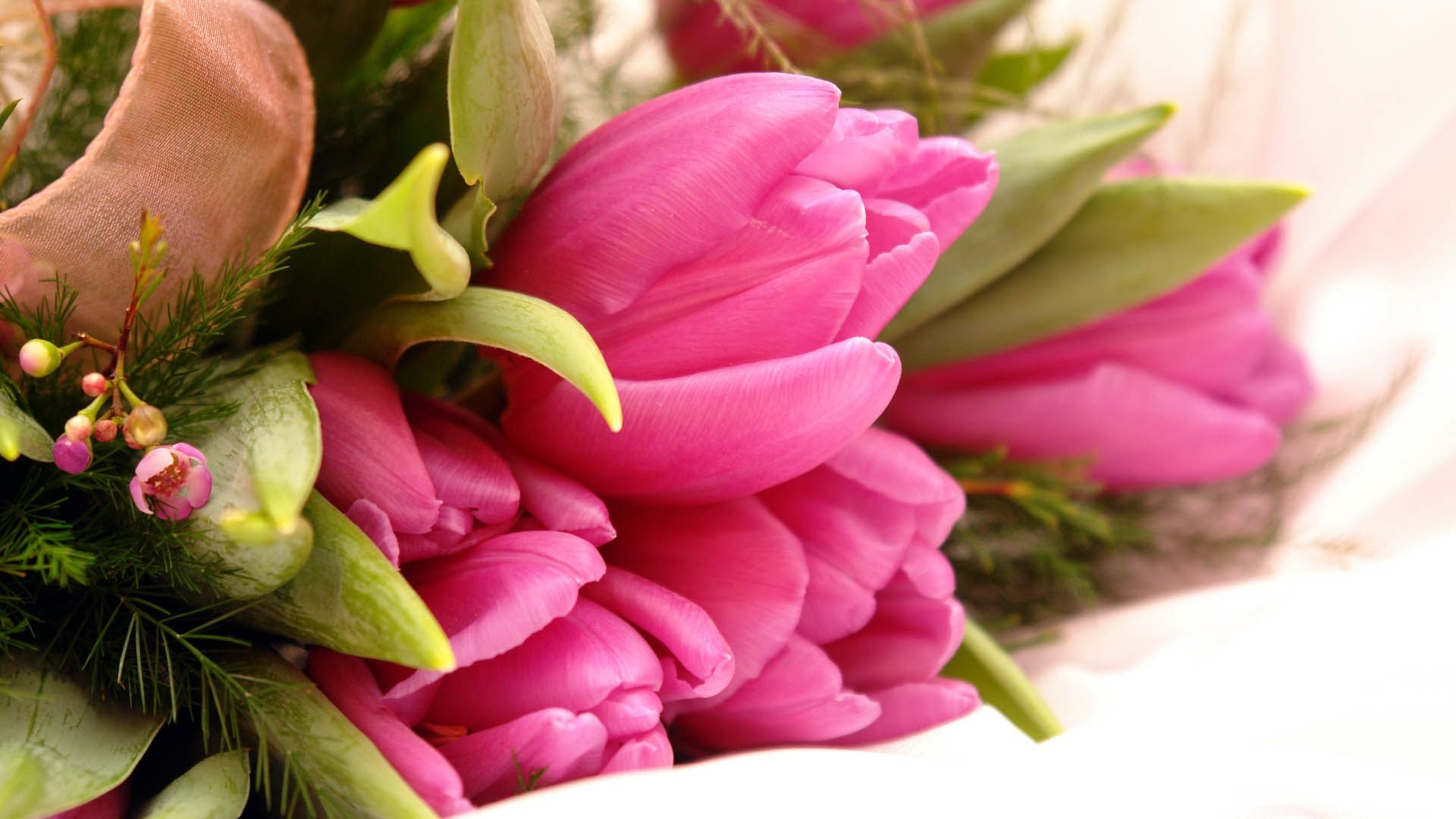 1920x1080 tulips, flowers, flower Wallpaper, HD