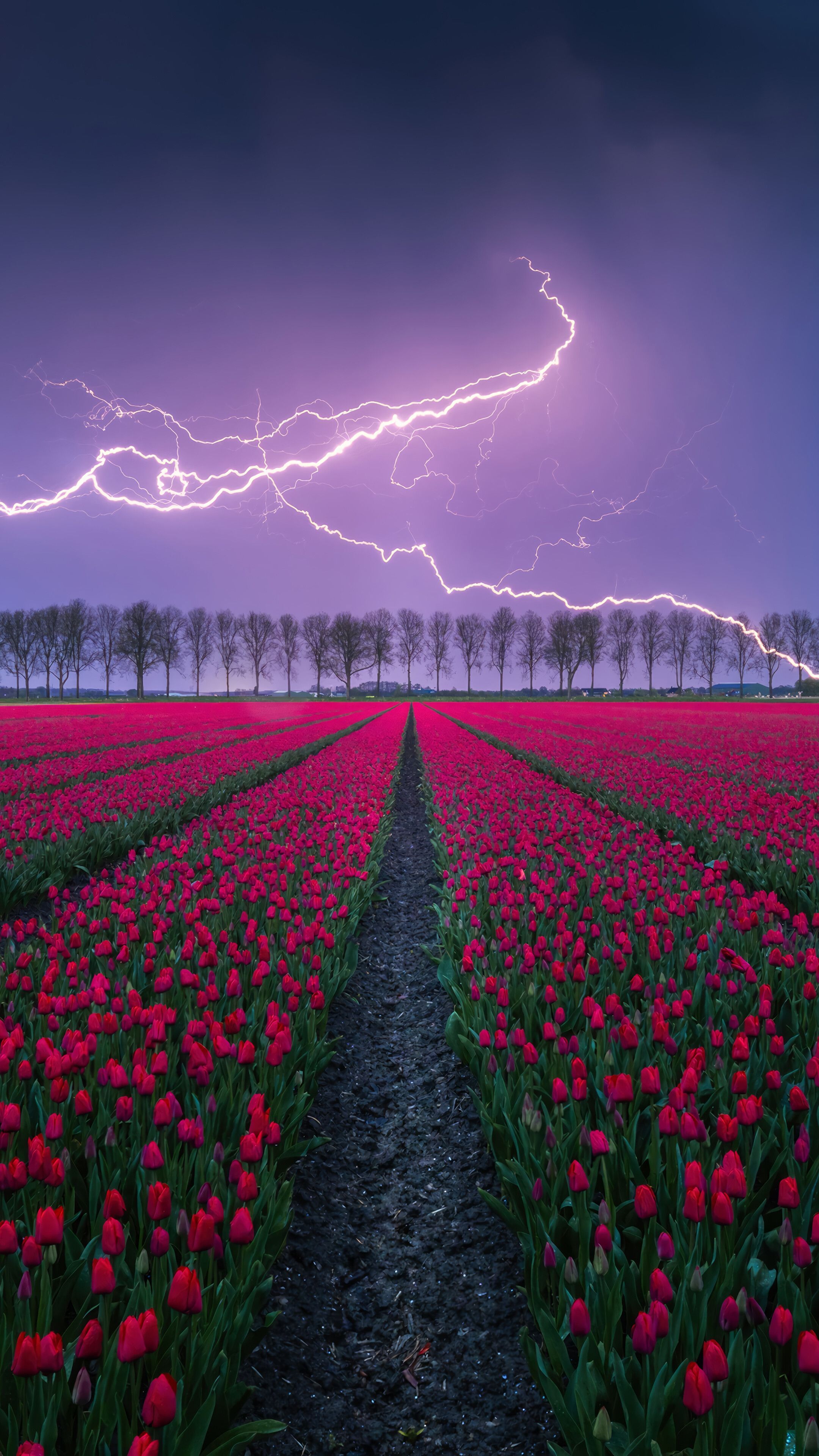 2160x3840 Tulips Flower Field Scenery 4K