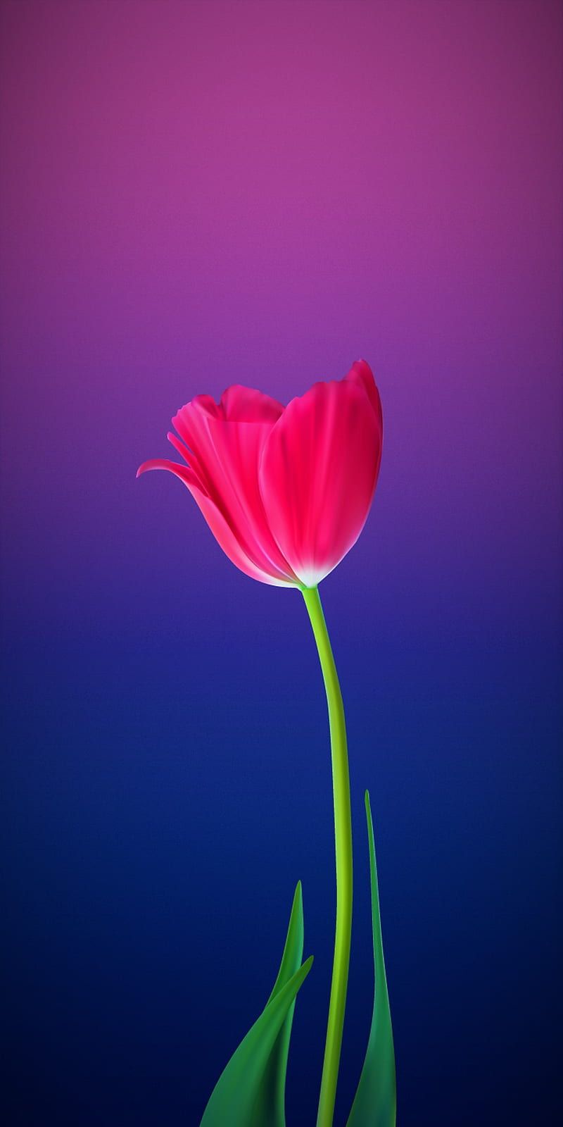 800x1600 Love, flower, tulip, gabriel, HD phone