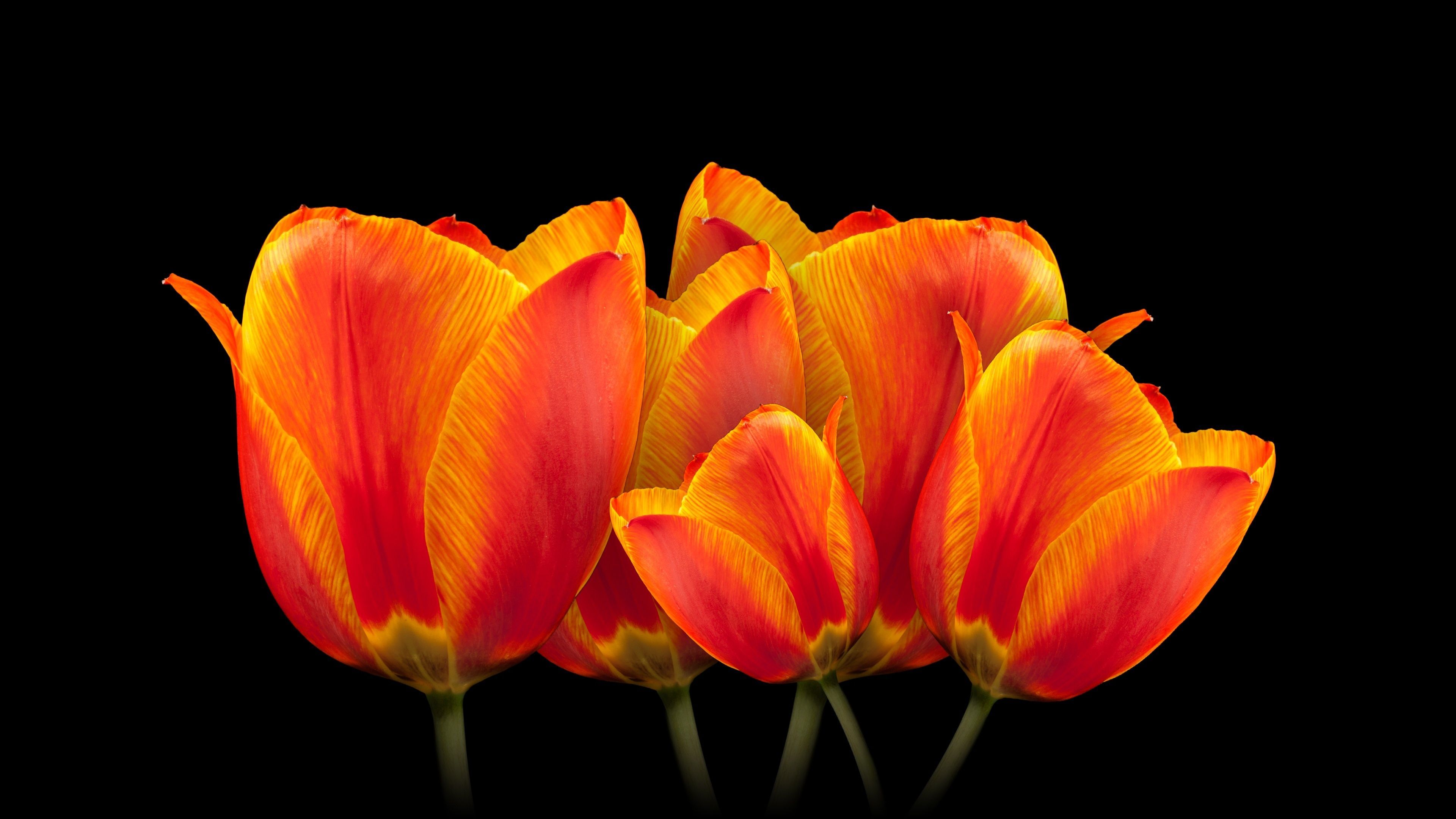 3840x2160 Orange tulips Wallpaper 4K, Black