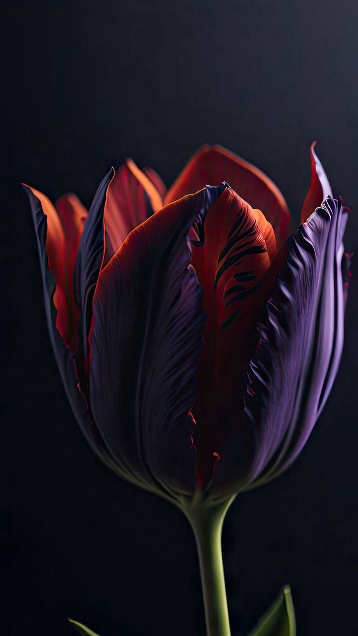 736x1308 Wallpaper tulip, flower, purple, black