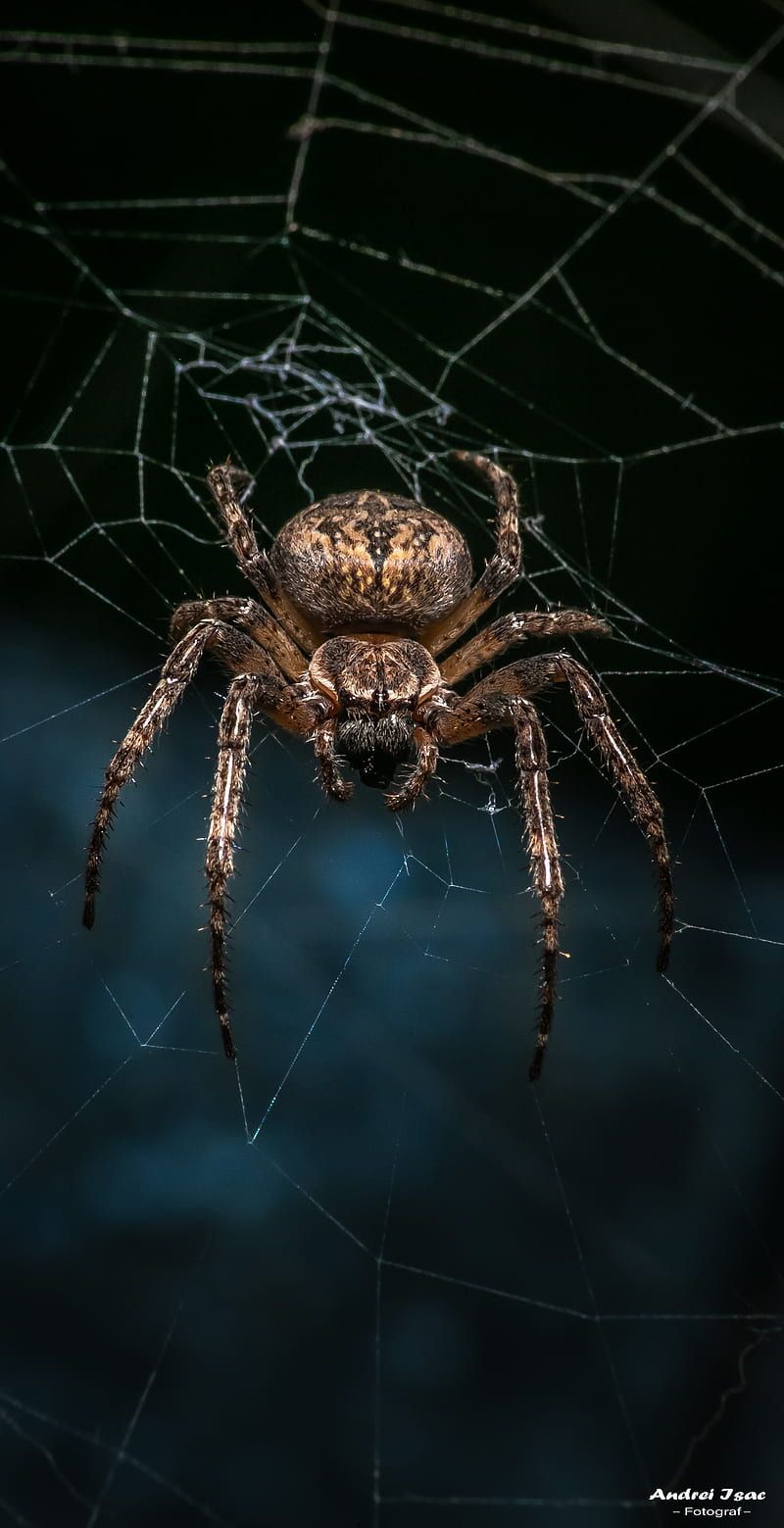 800x1559 The dark spider, phone, spider, spiders, HD phone wallpaper