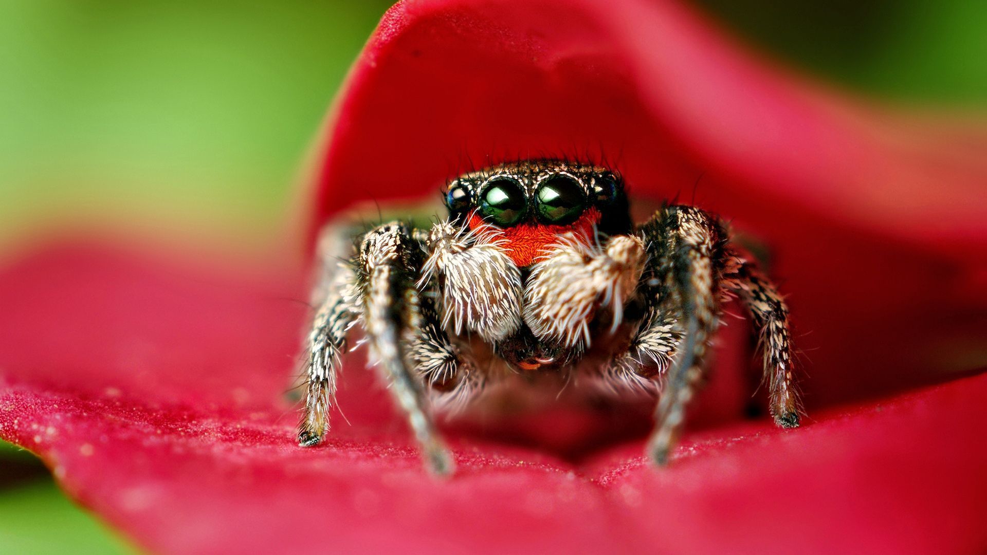 1920x1080 Phone wallpaper: Animal, Spider, Jumping Spider, Spiders 240071